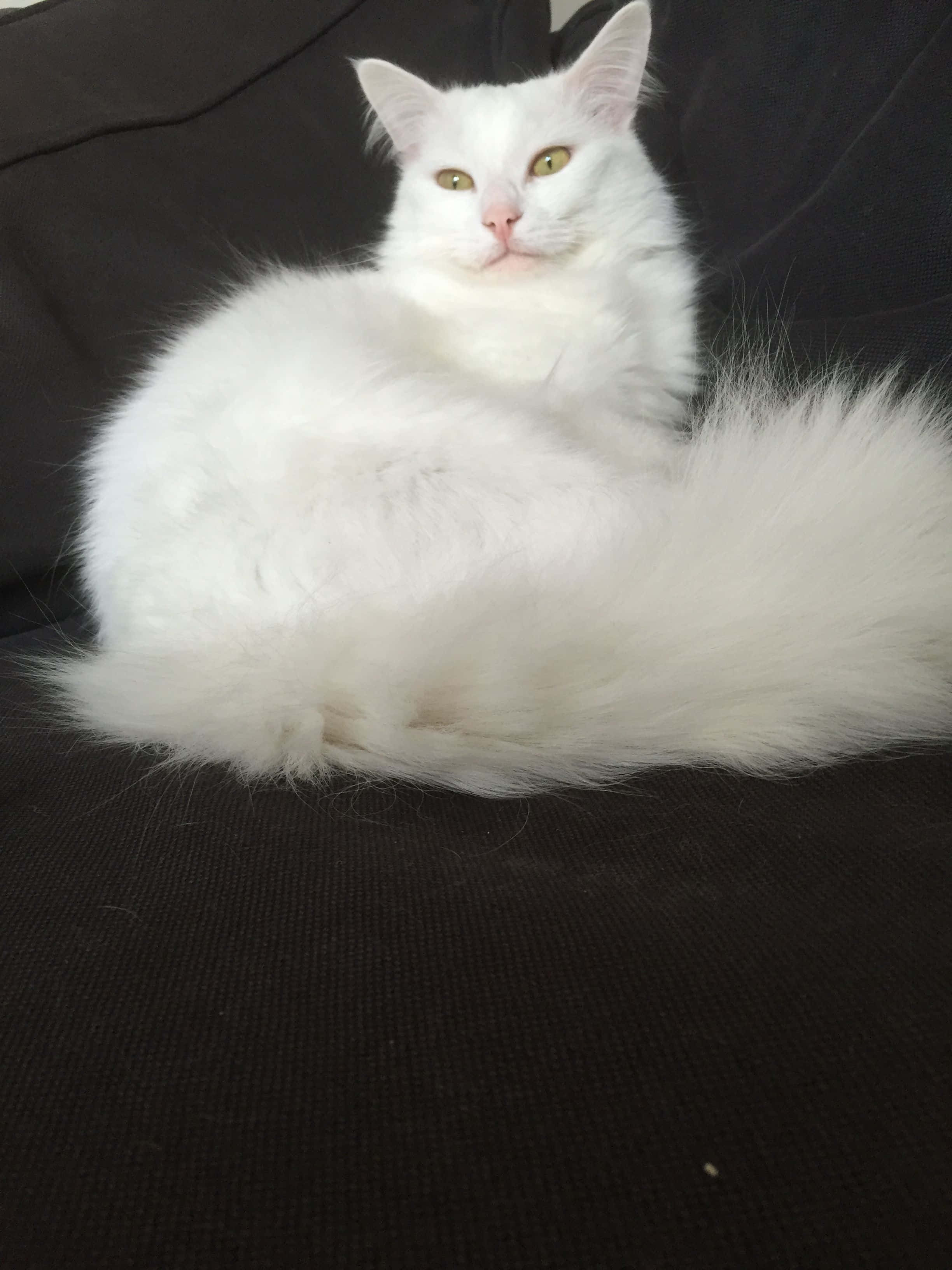 Turkish Angora 桌布 壁紙 — 一隻毛茸茸的白貓，有著綠色眼睛，威風凜凜地躺在一張深色紋理沙發上，蓬鬆的尾巴蜷繞著身體。