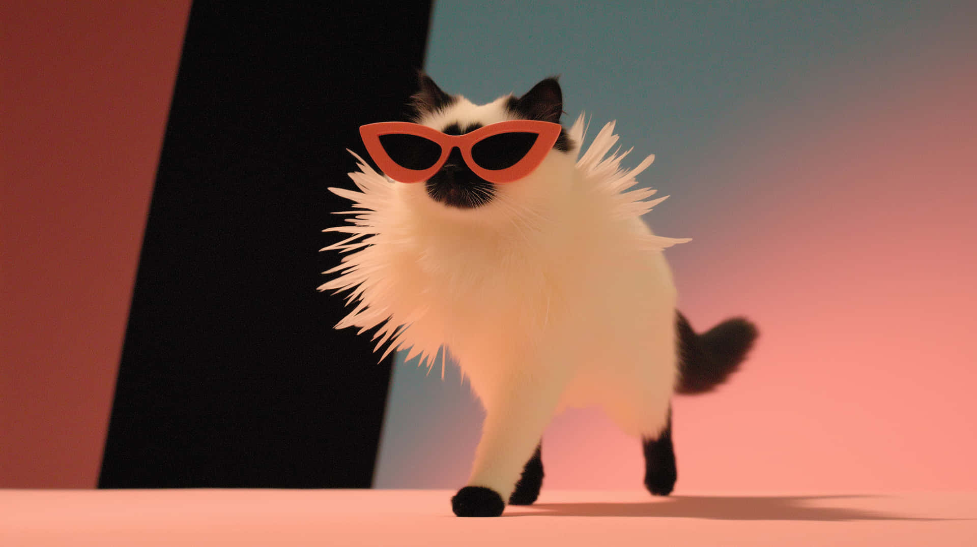 Stylish Black Cat Strutting Down a Fashion Runway in Sunglasses 壁紙 — 一隻毛茸茸的白貓，有黑色耳朵和爪子，戴著橙色太陽眼鏡，自信地走在粉紅色和藍綠色的漸變背景上。
