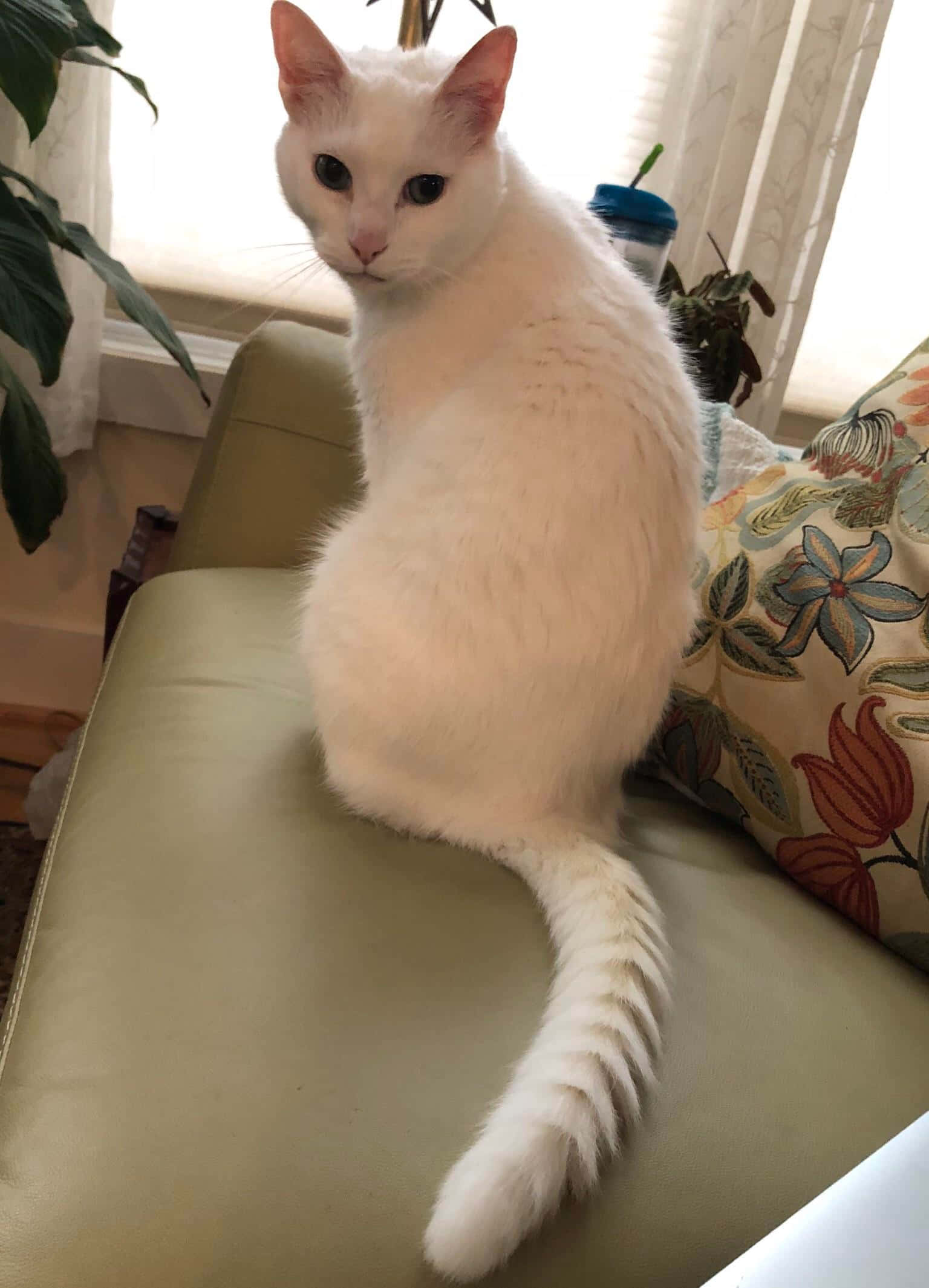 Cat Tail 桌布 壁紙 — 一隻毛茸茸的白貓，深色眼睛，威風凜凜地坐在綠色沙發上，旁邊有花卉圖案枕頭，靠近明亮的窗戶。