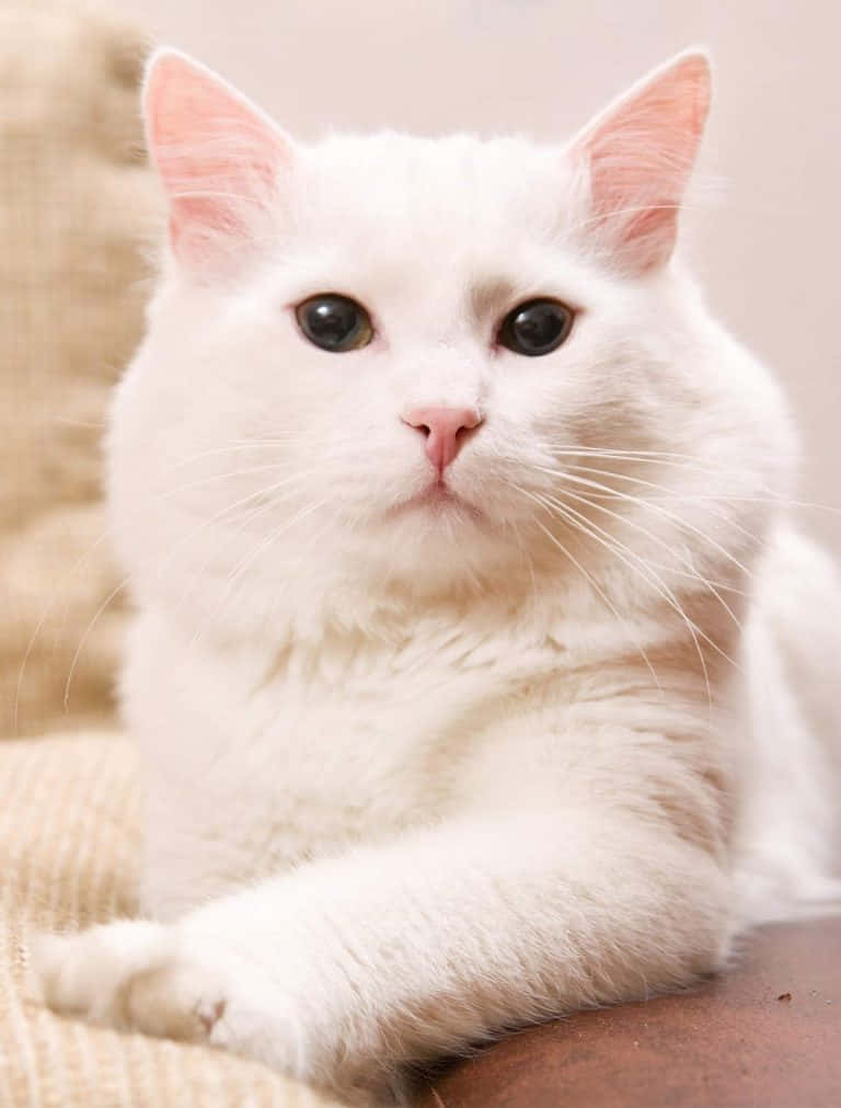 Turkish Angora 桌布 壁紙 — 一隻毛茸茸的白貓，深色眼睛，平靜地坐在有紋理的米色沙發上，直視鏡頭。