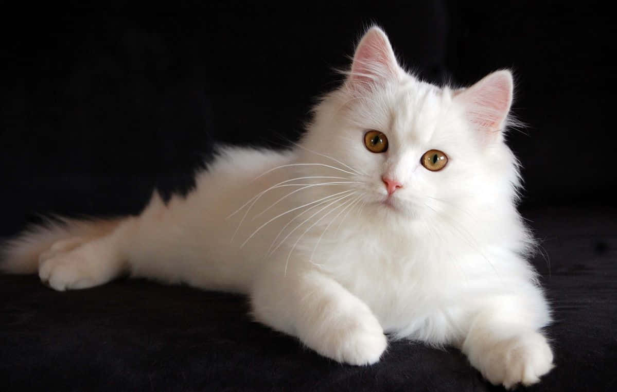 persian cat 桌布 壁紙 — 一隻毛茸茸的白貓，琥珀色的眼睛，在黑色背景的深色表面上高貴地躺臥。