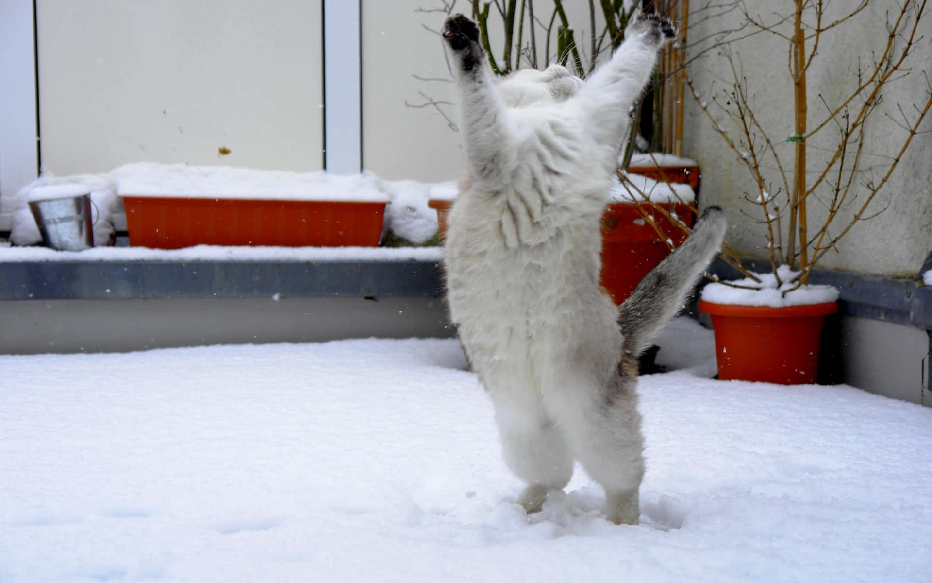 Dancing Cat 桌布 壁紙 — 一隻毛茸茸的白貓在剛下的雪中用後腿站立，前爪伸向盆栽植物的光禿樹枝。