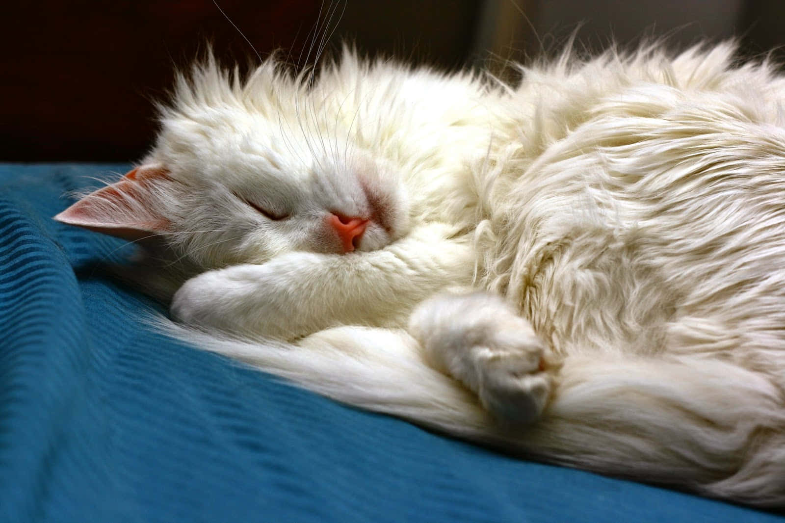 Turkish Angora 桌布 壁紙 — 一隻毛茸茸的白貓在柔和的燈光下，蜷縮在帶有紋理的藍色毯子上安詳地睡著。