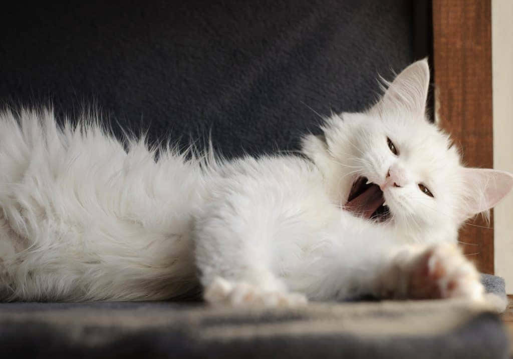 Turkish Angora 桌布 壁紙 — 一隻毛茸茸的白貓在深色紋理表面上伸展身體並大打呵欠。