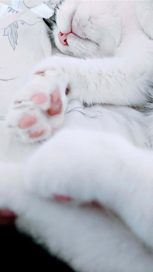 paws 桌布 壁紙 — 一隻毛茸茸的白貓在花紋枕頭上安詳地睡覺，露出粉紅色的肉球。