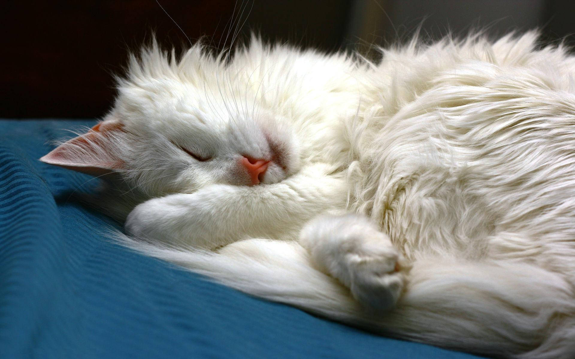 White Cat 桌布 壁紙 — 一隻毛茸茸的白貓在藍色布料表面上，在柔和燈光下安詳地蜷縮著睡覺。