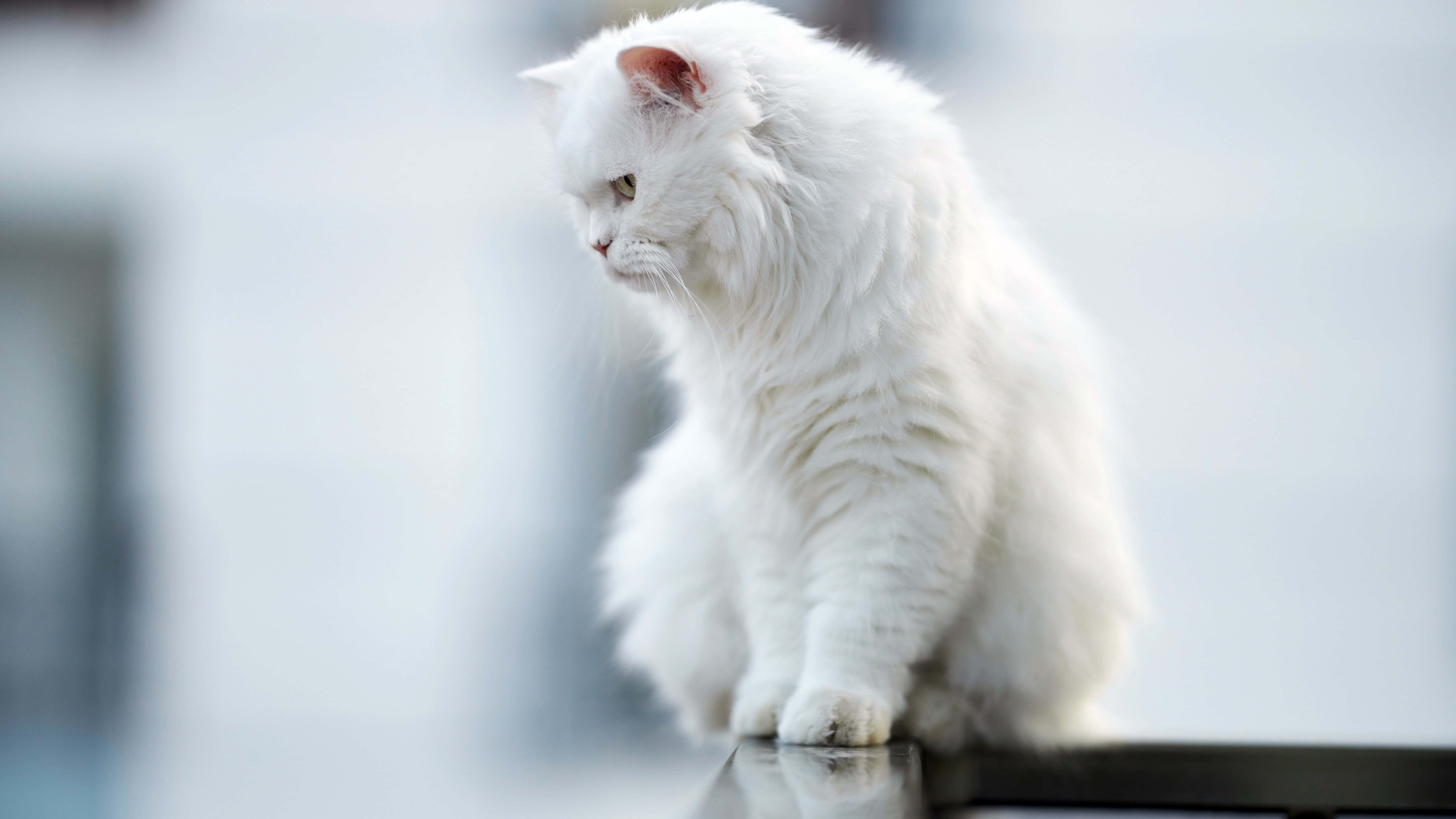 Really Cute Animal 桌布 壁紙 — 一隻毛茸茸的白貓威嚴地坐在反光表面上，在柔和模糊的背景襯托下若有所思地望向一旁。