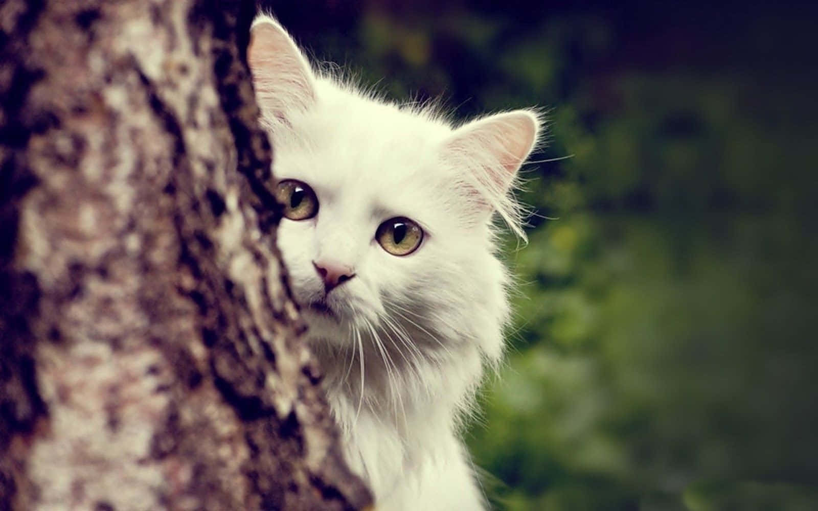 kitty cat 桌布 壁紙 — 一隻毛茸茸的白貓從樹幹後面好奇地窺視，金色的眼睛在柔和的模糊綠色森林中。