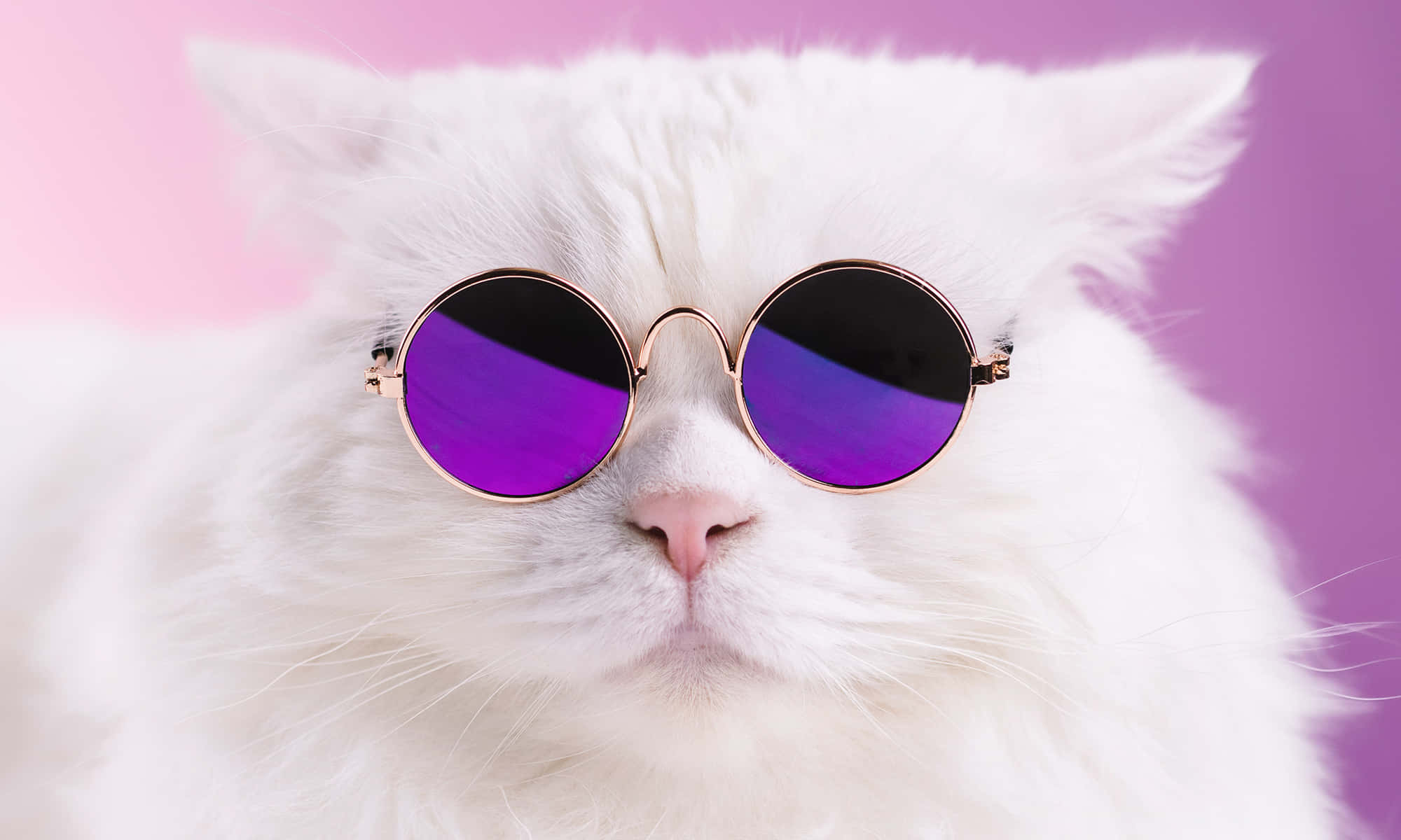 Sunglasses 桌布 壁紙 — 一隻毛茸茸的白貓戴著圓形紫色太陽眼鏡，背景是柔和的粉紅色。