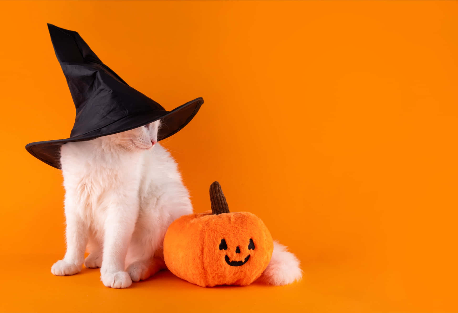 Cute Cat in Witch Hat with Pumpkin  Halloween Theme 壁紙 — 一隻毛茸茸的白貓戴著黑色巫婆帽，坐在一個微笑的橙色毛絨南瓜旁邊，背景是鮮豔的橙色。