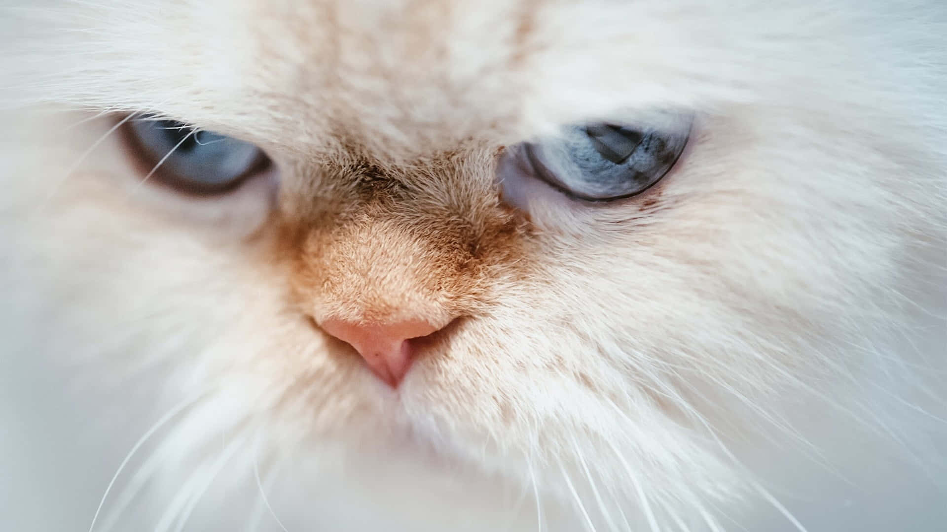 Grumpy Cat 桌布 壁紙 — 一隻毛茸茸的白貓特寫，擁有引人注目的藍色眼睛和柔軟的粉紅色鼻子。