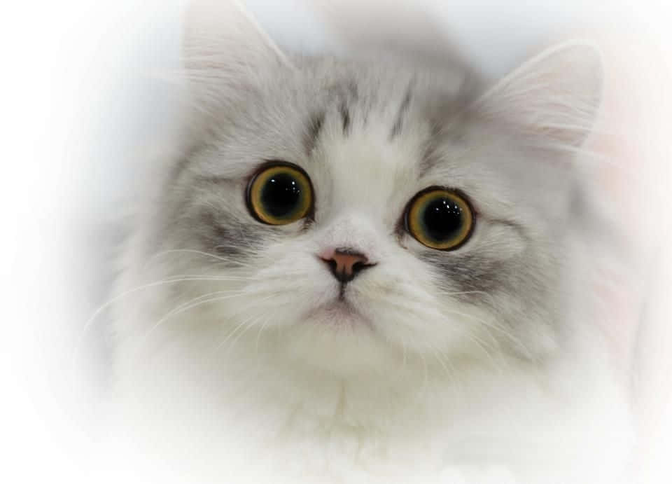 Napoleon Cat 桌布 壁紙 — 一隻毛茸茸的白貓特寫，有著寬大的金色眼睛，直視鏡頭，背景柔和模糊。