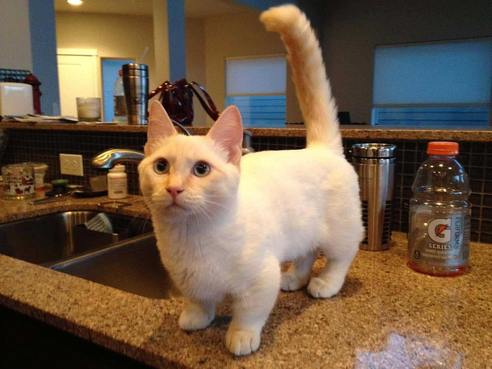 Munchkin Cat 桌布 壁紙 — 一隻毛茸茸的白貓警覺地站在有斑點的廚房檯面上，尾巴高翹，眼睛睜得大大的。
