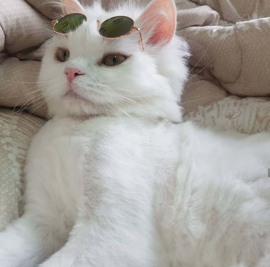 美學貓咪動圖 桌布 壁紙 — 一隻毛茸茸的白貓躺在米色沙發上，戴著細小的綠色太陽眼鏡，表情酷酷又放鬆。