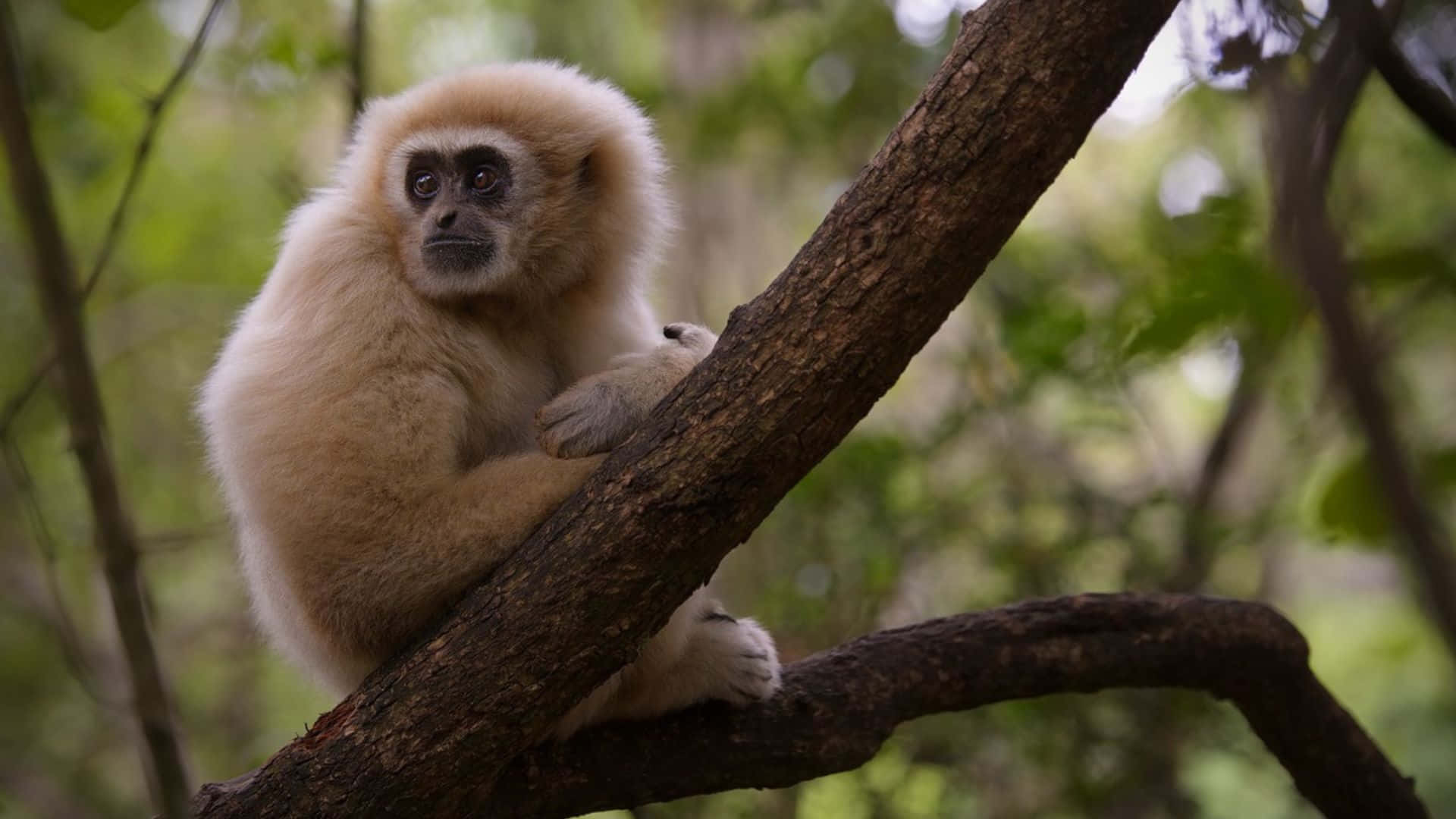 1920x1080 Gibbon 桌布 壁紙 — 一隻毛茸茸的白長臂猿，臉部深色，平靜地坐在被綠色樹葉包圍的粗樹枝上。
