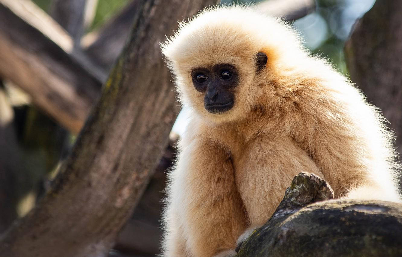 Gibbon 桌布 壁紙 — 一隻毛茸茸的白長臂猿棲息在樹枝上的特寫，柔和陽光照亮其毛髮。