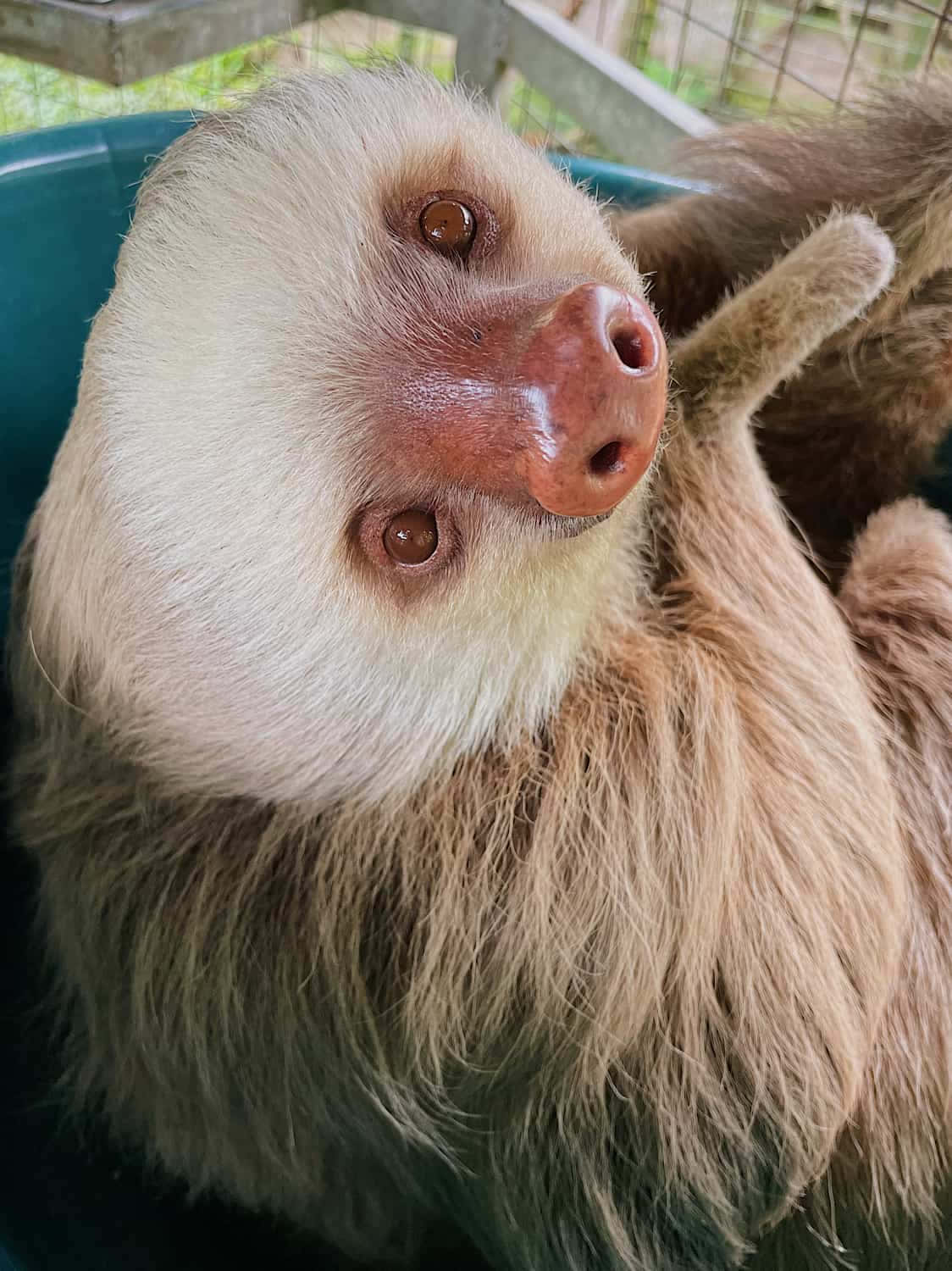 動物 桌布 壁紙 — 一隻毛茸茸的白面樹懶，粉紅色鼻子，在藍色容器中休息的特寫。