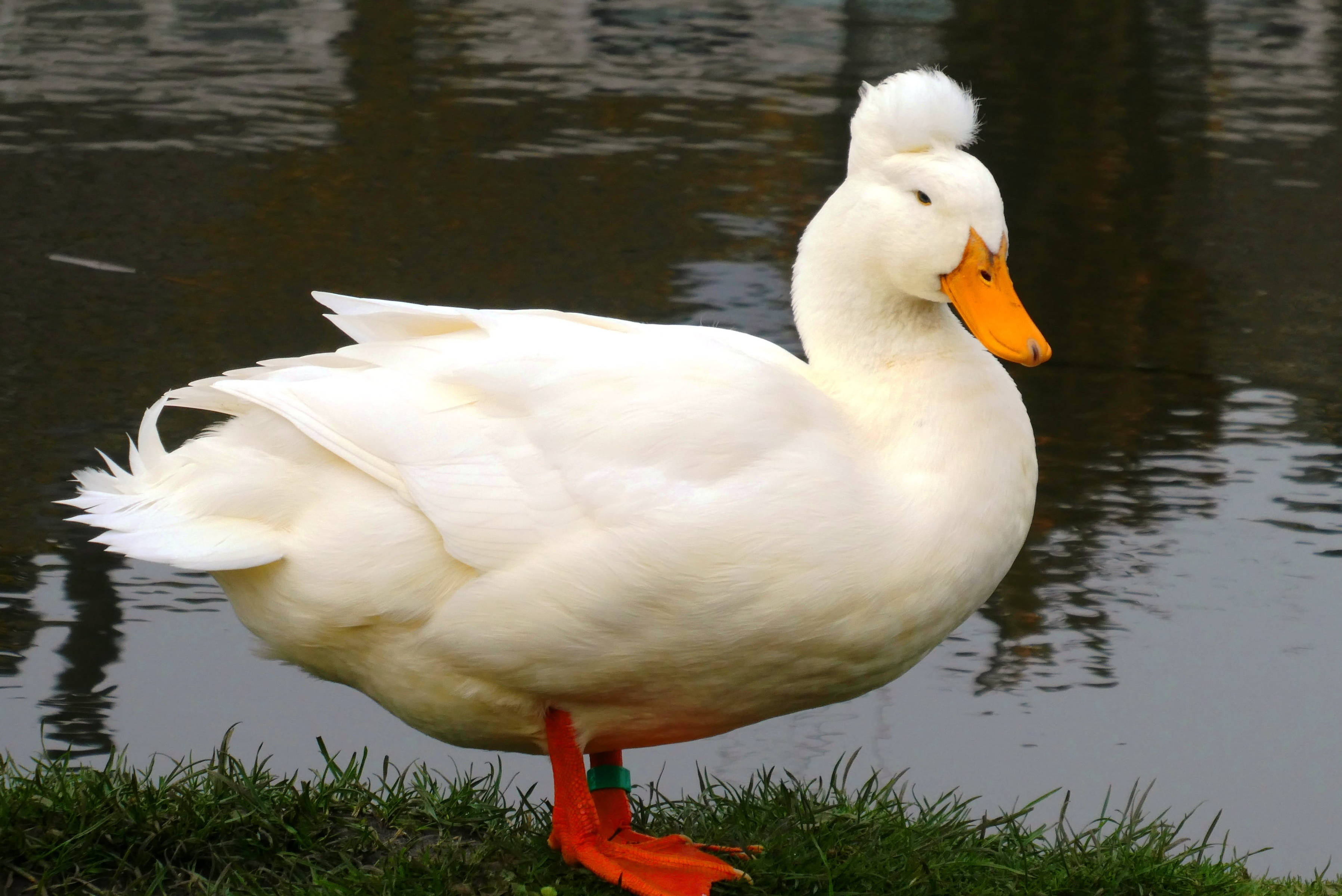 White Duck 桌布 壁紙 — 一隻毛茸茸的白鴨，有著鮮橙色的喙和腳，站在平靜水邊的草地上。