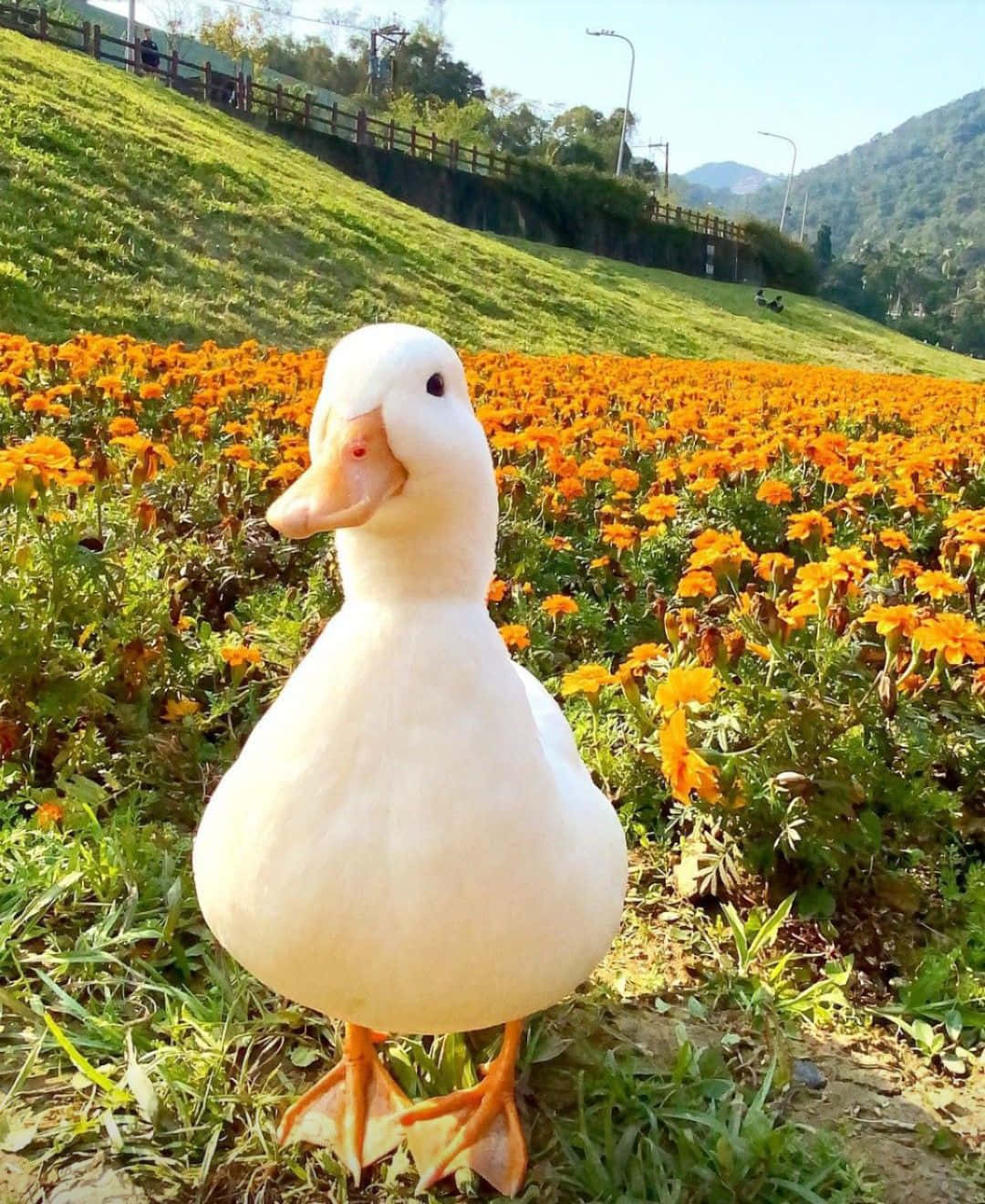 動物 桌布 壁紙 — 一隻毛茸茸的白鴨站在充滿活力的橙色萬壽菊田裡，背景是明亮的陽光和綠色山丘。