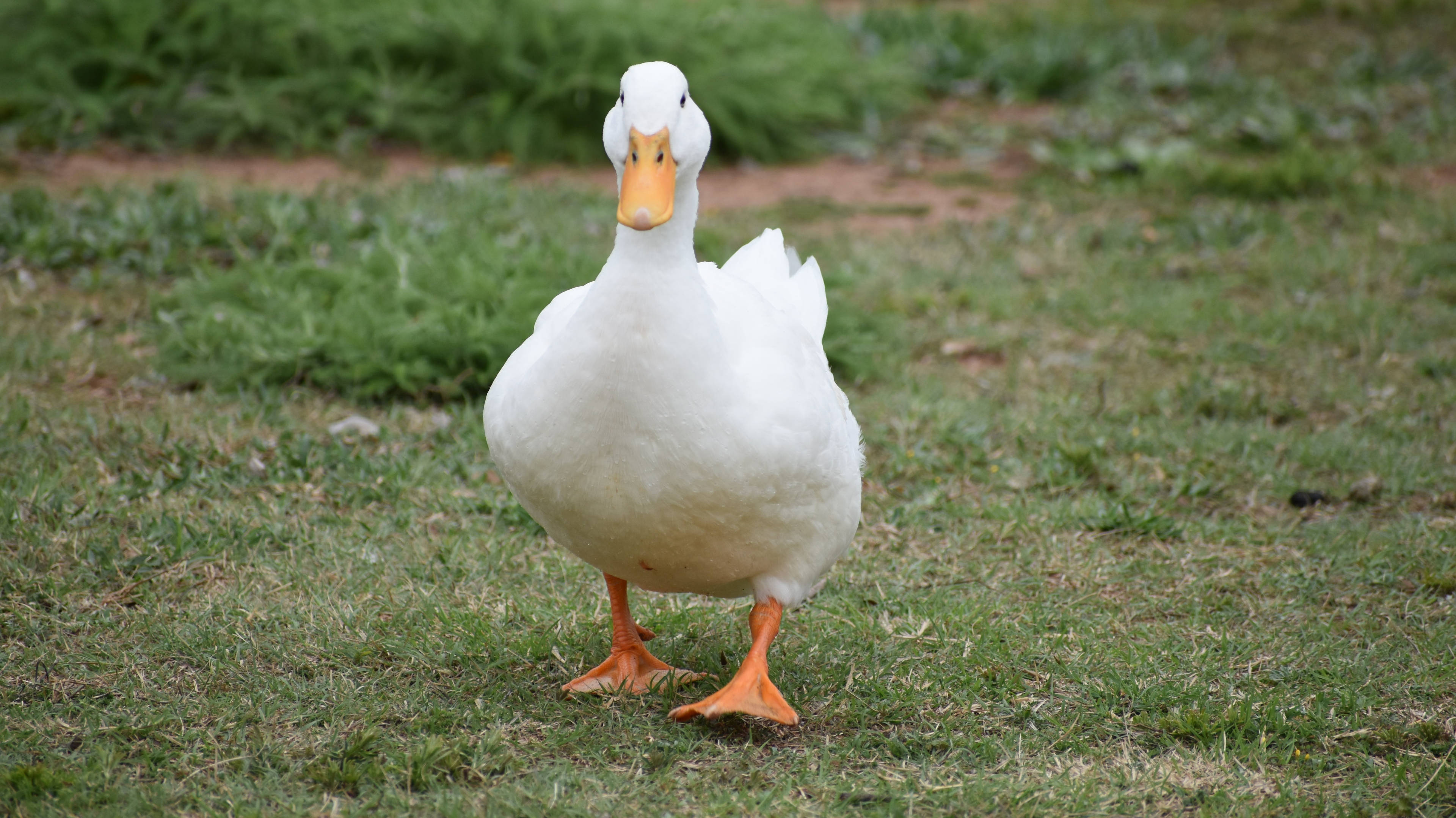 White Duck 桌布 壁紙 — 一隻毛茸茸的白鴨自信地站在綠色草地上，有橙色的腳和喙。