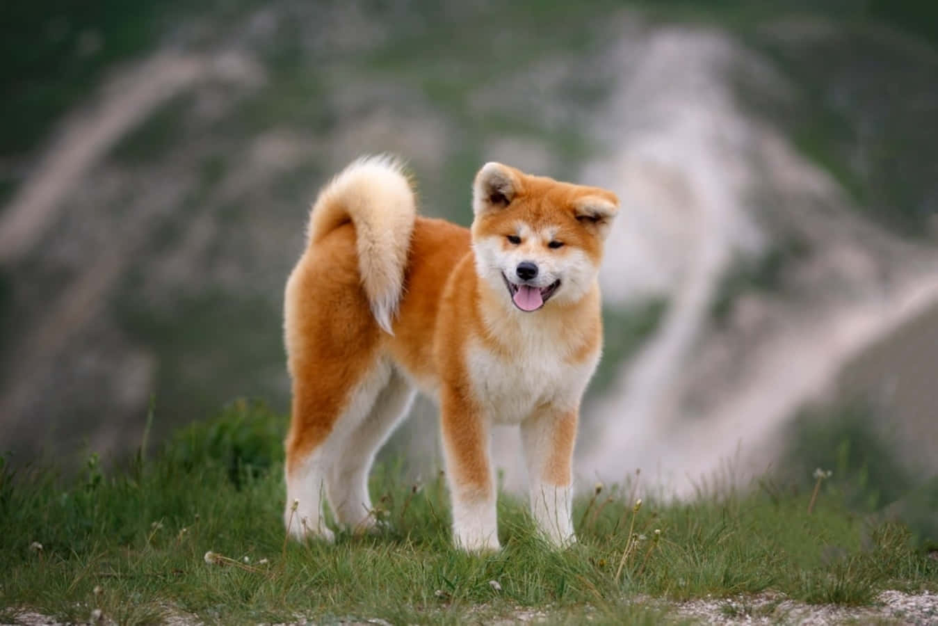 狗 桌布 壁紙 — 一隻毛茸茸的秋田犬自豪地站在長滿草的山坡上，背景是霧濛濛的山脈。