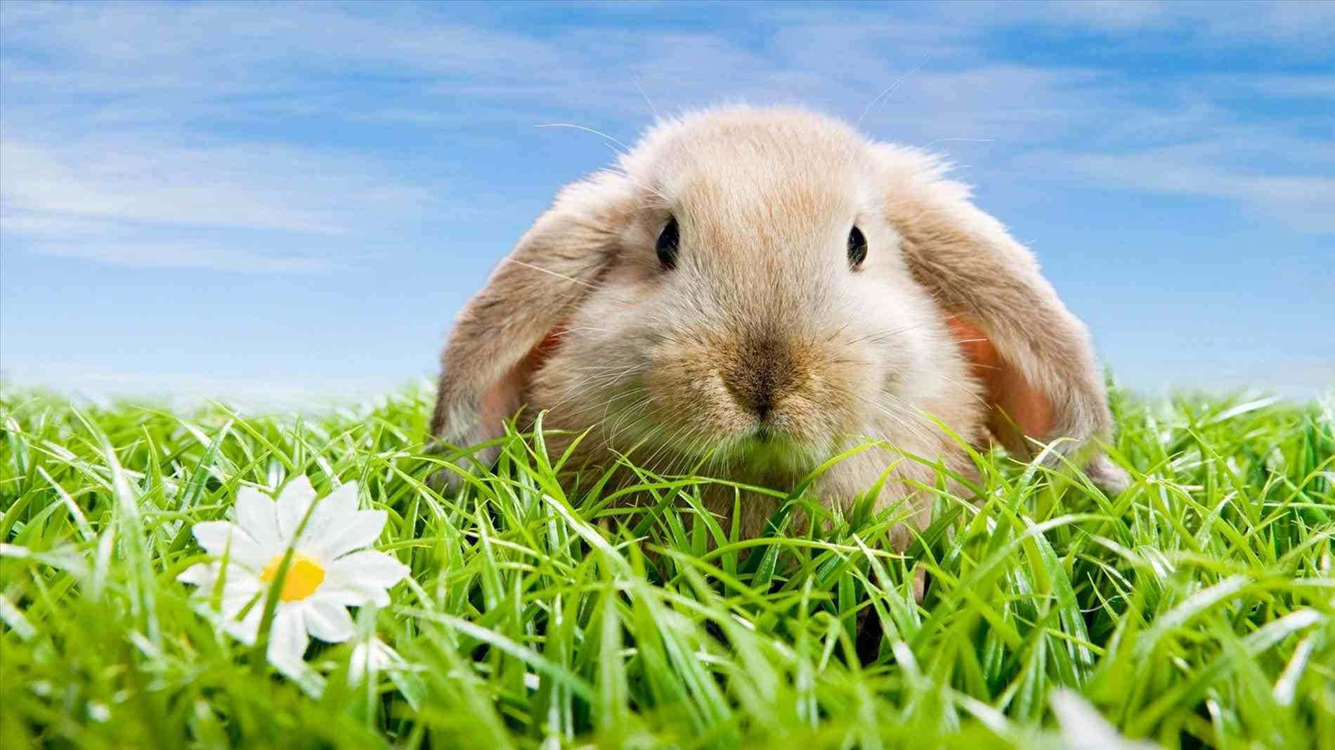 animals 桌布 壁紙 — 一隻毛茸茸的米色垂耳兔在晴朗的藍天下，從鮮綠的草叢中好奇地探出頭來，旁邊有一朵白色雛菊。