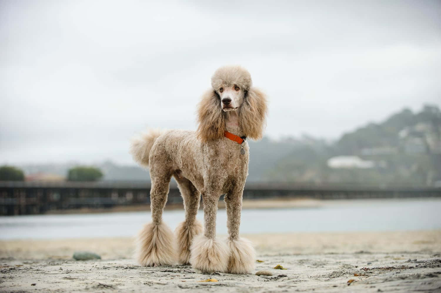 貴賓狗 桌布 壁紙 — 一隻毛茸茸的米色貴賓犬站在濕漉漉的沙灘上，背景是霧氣朦朧的海濱和遠處的碼頭，呈現柔和焦點。