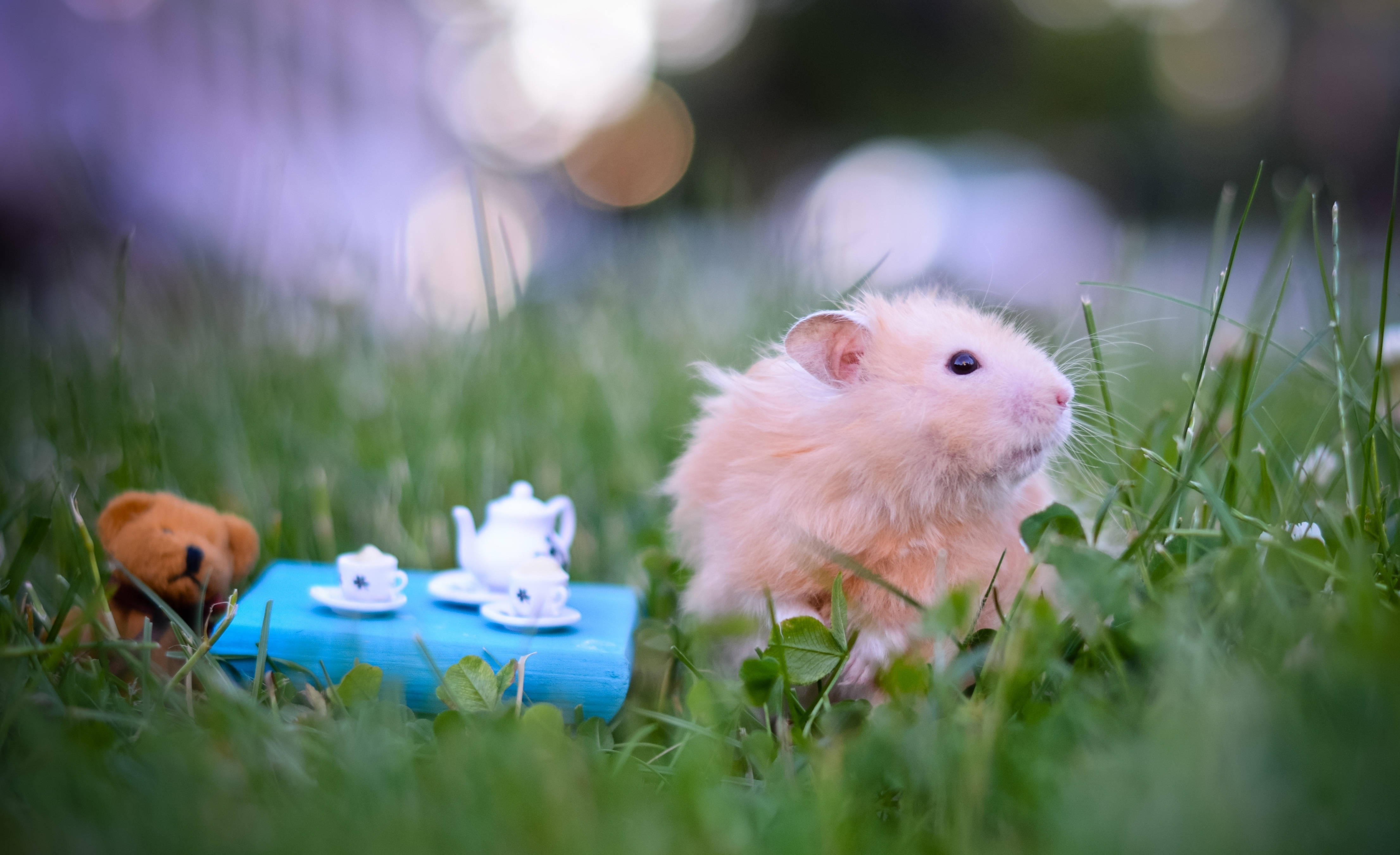 Mouse 桌布 壁紙 — 一隻毛茸茸的粉紅色倉鼠坐在綠色草地上，旁邊有一個迷你茶具和泰迪熊在一本藍色書上。