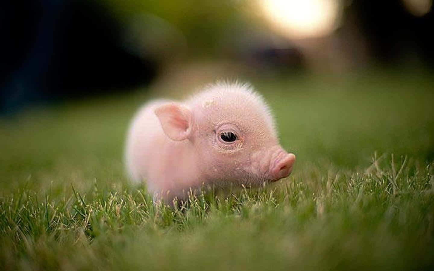 Piglet 桌布 壁紙 — 一隻毛茸茸的粉紅色小豬在溫暖的金色陽光下，在充滿活力的綠色草地上休息。