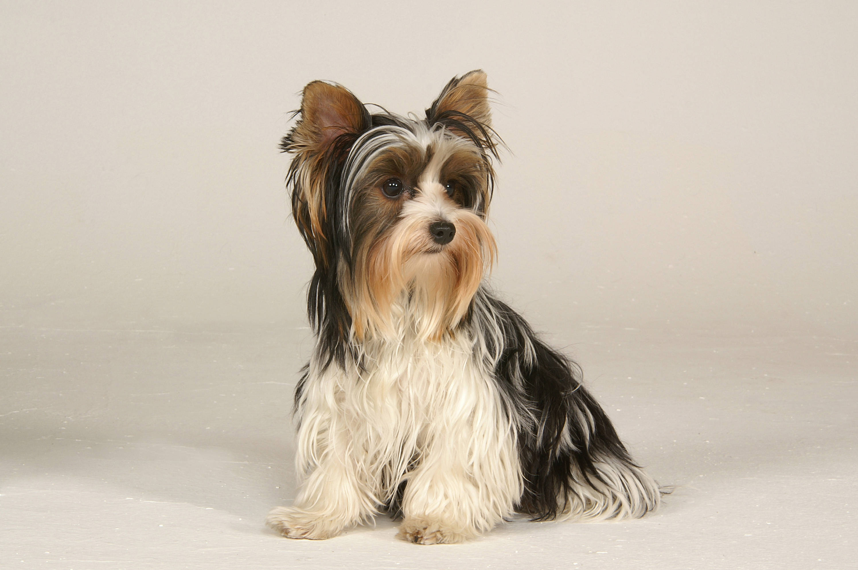 Terrier 桌布 壁紙 — 一隻毛茸茸的約克夏㹴，擁有黑色和棕褐色毛髮，端莊地坐在純色淺灰色工作室背景前。