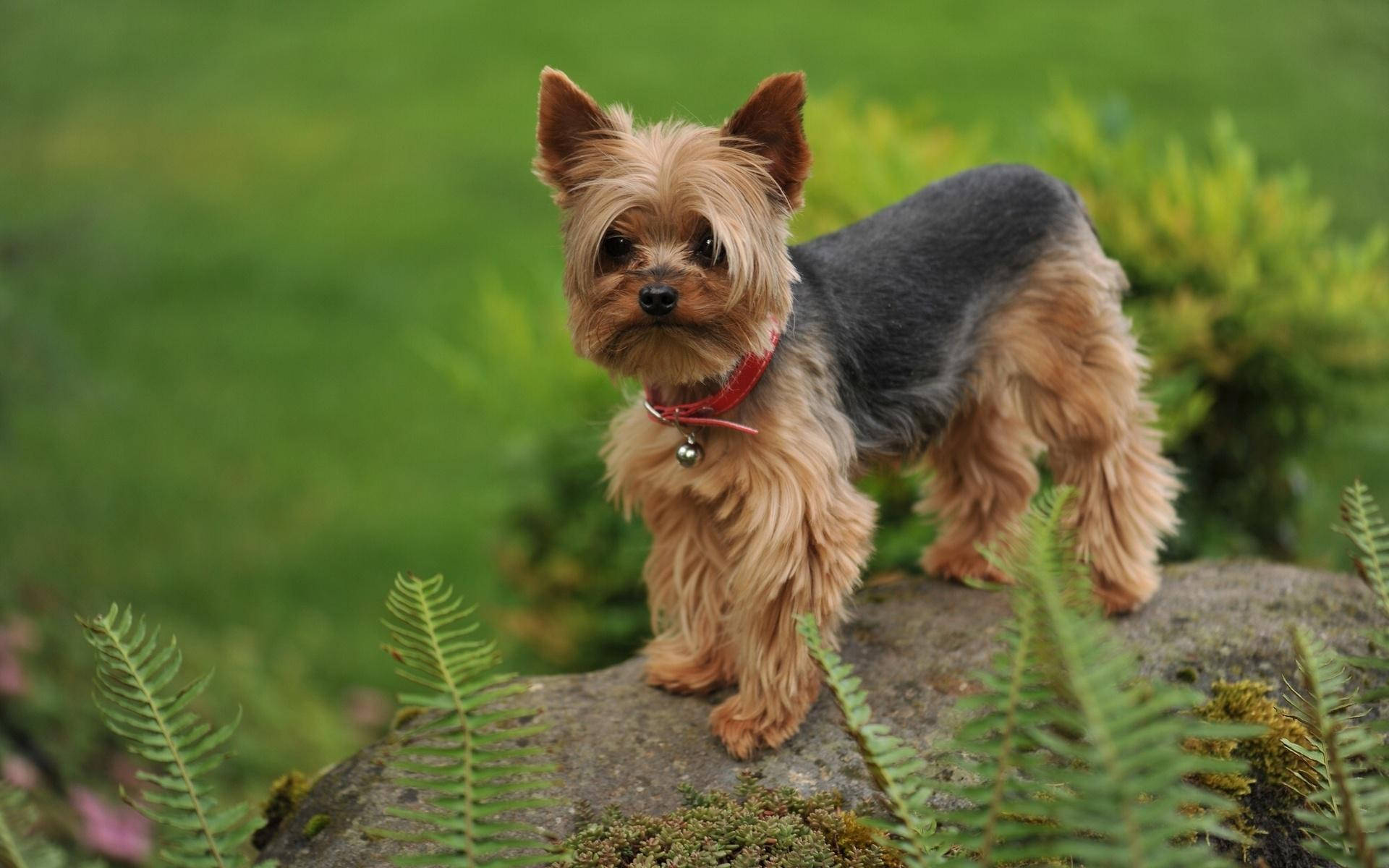 Terrier 桌布 壁紙 — 一隻毛茸茸的約克夏㹴，有棕褐色和黑色毛髮，站在一塊長滿苔蘚的石頭上，周圍是蕨類植物，在一個茂盛的綠色花園中保持警覺。
