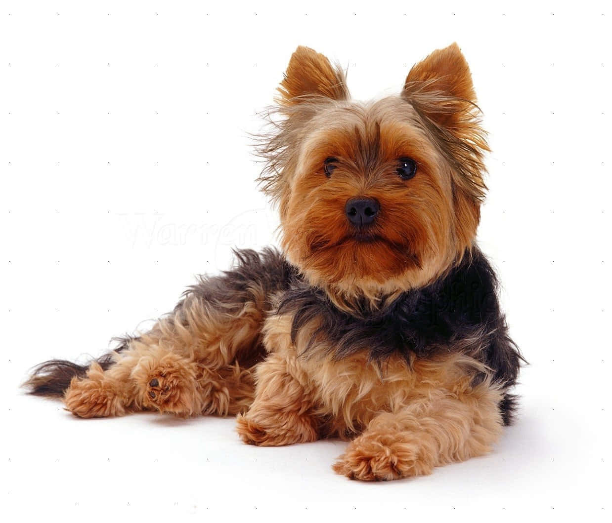 Teacup Yorkie 桌布 壁紙 — 一隻毛茸茸的約克夏㹴，有棕褐色和黑色毛，平靜地躺在白色背景上，直視鏡頭。