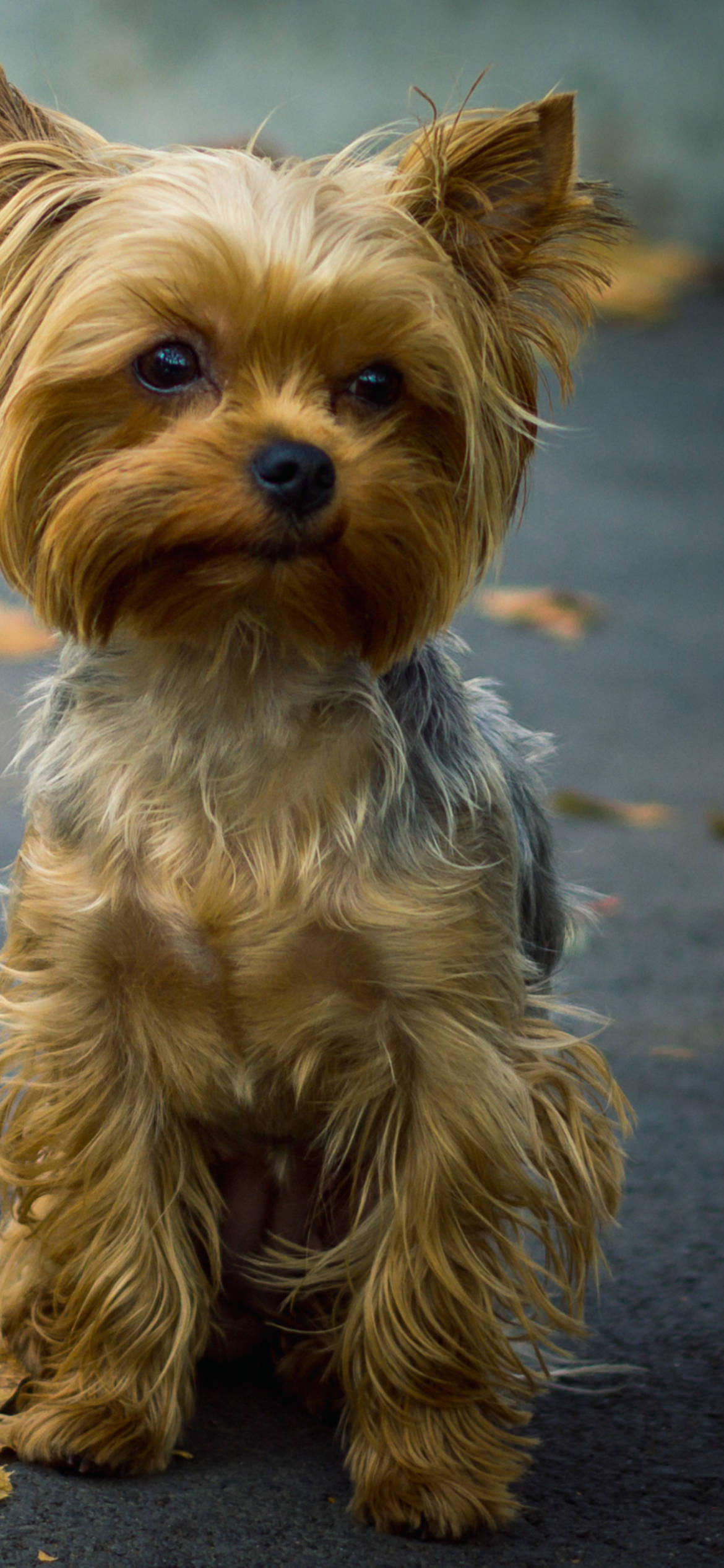 Terrier 桌布 壁紙 — 一隻毛茸茸的約克夏㹴，有金色毛髮和深色眼睛，坐在鋪砌的小路上，周圍有落葉。