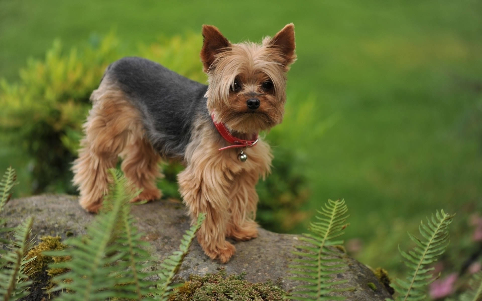 yorkie 桌布 壁紙 — 一隻毛茸茸的約克夏㹴，毛色為棕褐色和灰色，警覺地站在長滿苔蘚的石頭上，周圍是蕨類植物，在茂密的綠色花園中。