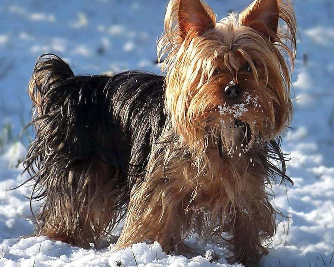 yorkie 桌布 壁紙 — 一隻毛茸茸的約克夏㹴，臉上沾著雪花，在晴朗藍天下明亮的雪地上警覺地站著。