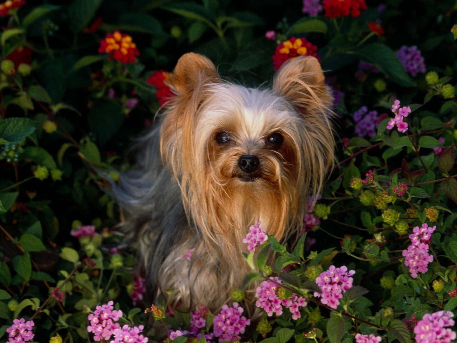 Teacup Yorkie 桌布 壁紙 — 一隻毛茸茸的約克夏㹴，長有金色長毛，坐在茂盛花園中鮮豔的粉紅和紅色花朵之間。