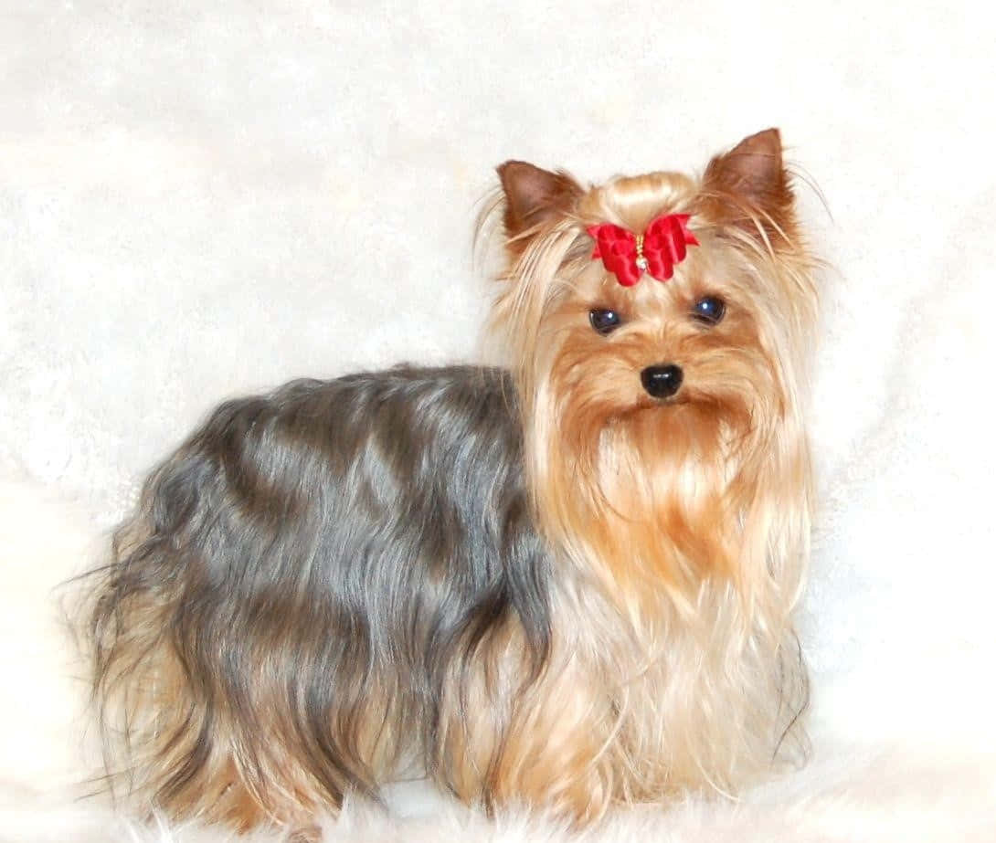 yorkie 桌布 壁紙 — 一隻毛茸茸的約克夏㹴，頭上繫著紅色蝴蝶結，優雅地站在柔軟的白色紋理背景前。