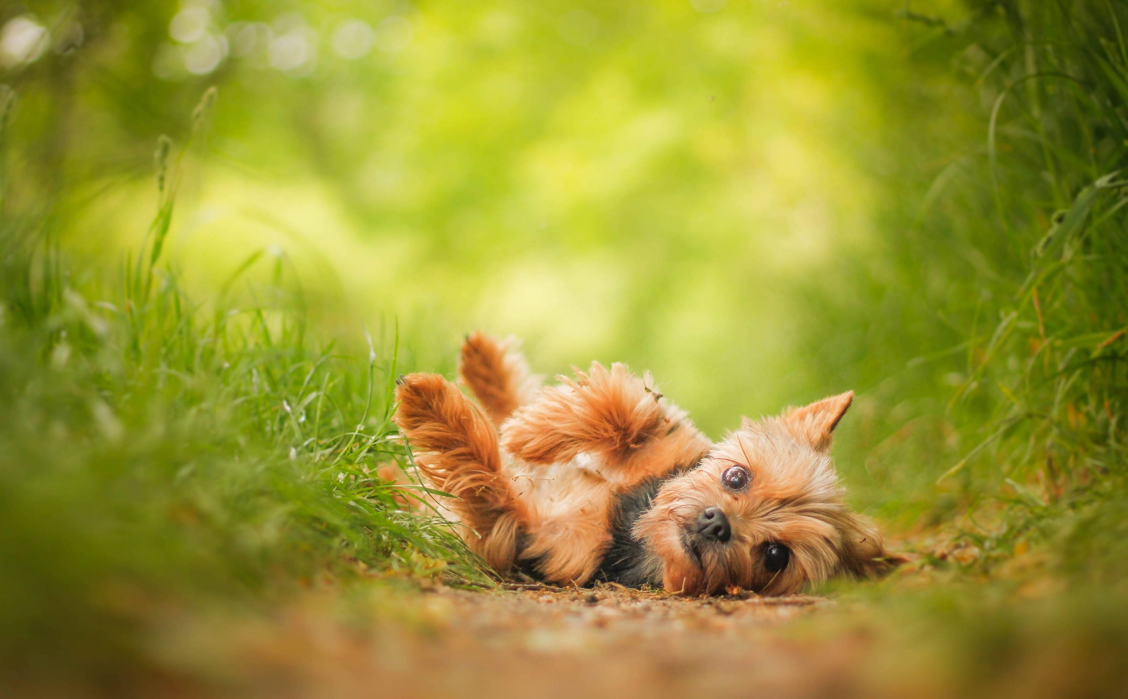 yorkie 桌布 壁紙 — 一隻毛茸茸的約克夏㹴仰臥在充滿活力的綠色草地上，用寬闊好奇的眼睛向上凝視。