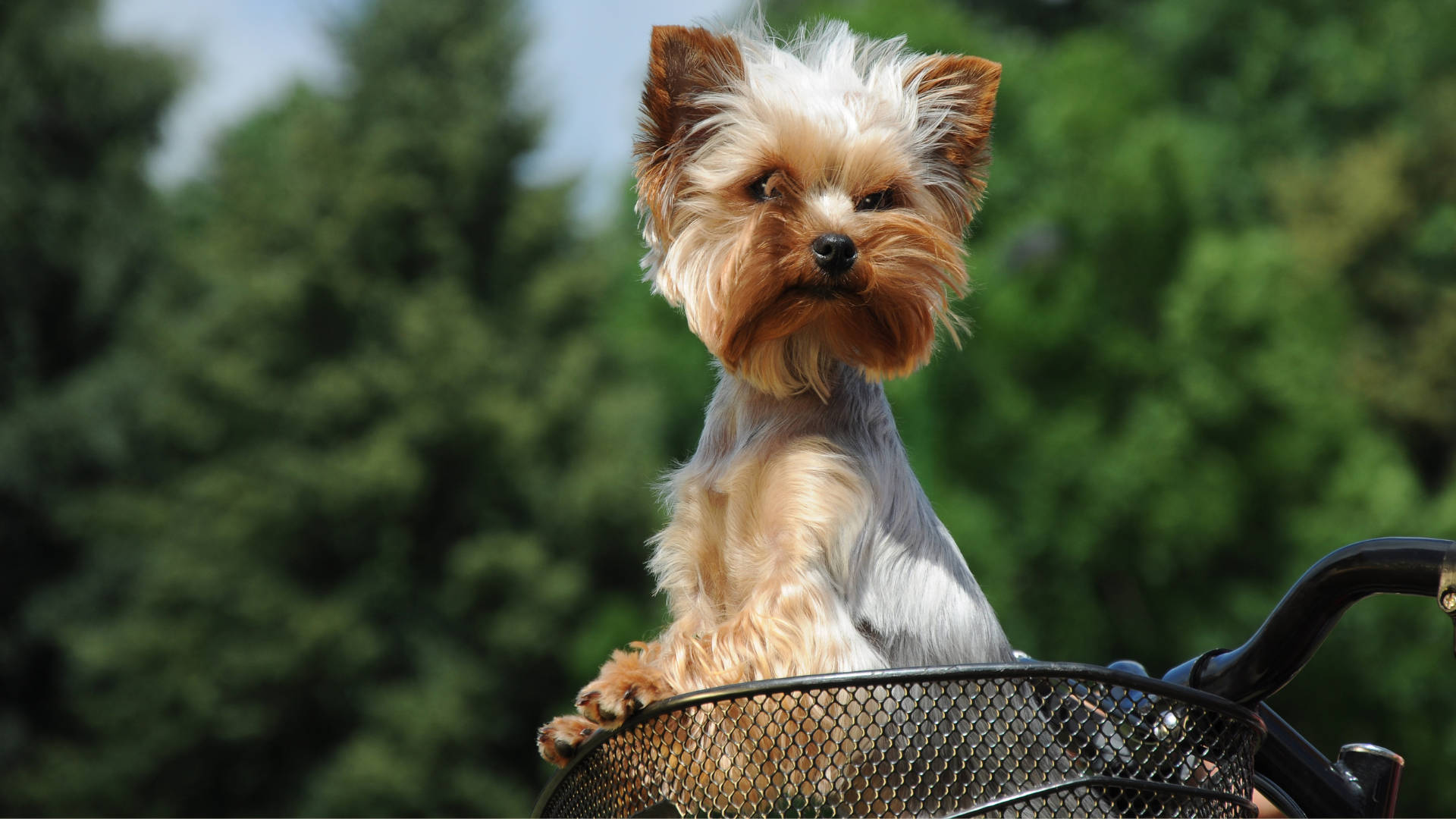 Terrier 桌布 壁紙 — 一隻毛茸茸的約克夏㹴在明亮的日光下，以茂密的綠樹為背景，警覺地坐在腳踏車籃裡。