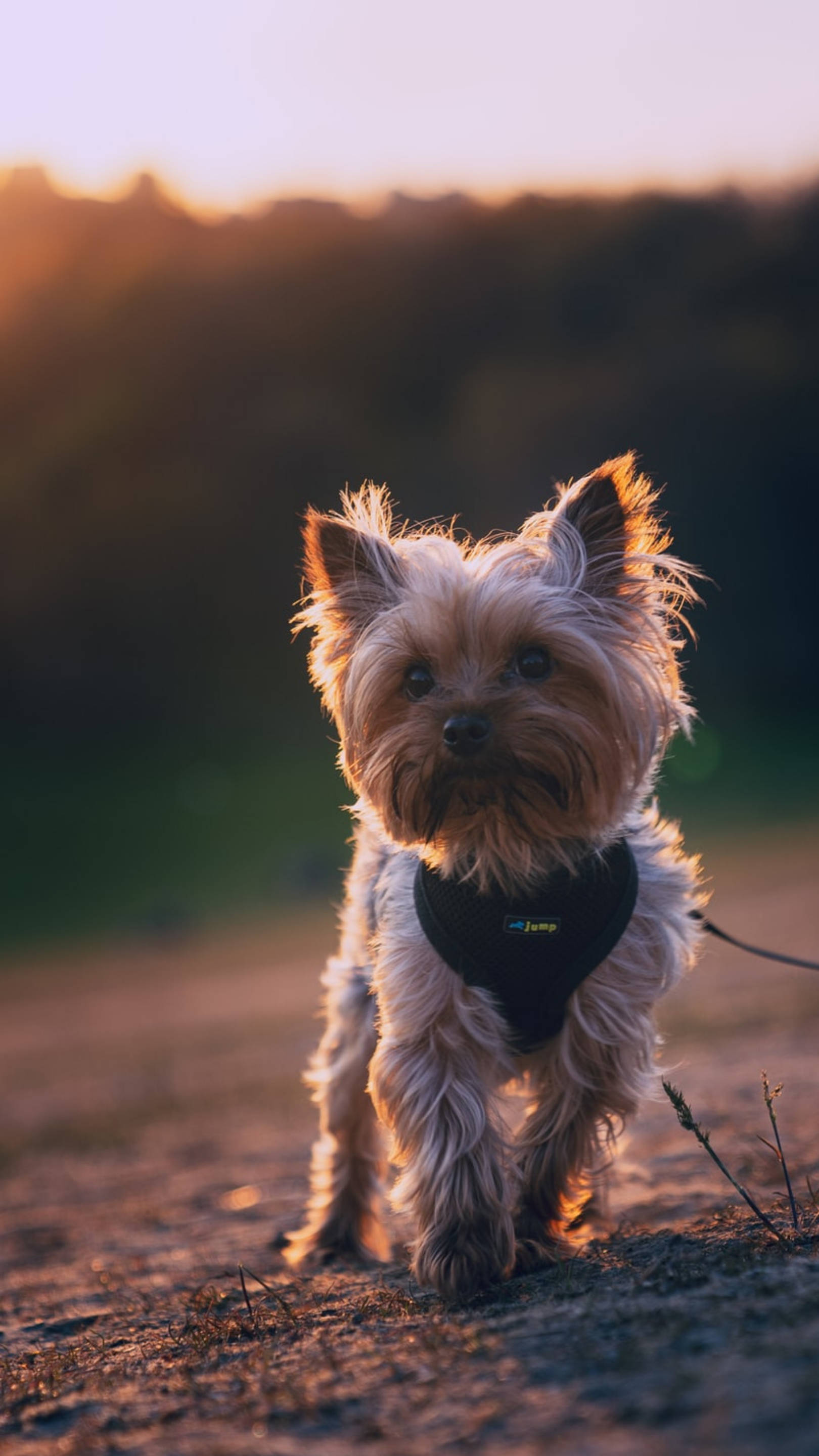 Terrier 桌布 壁紙 — 一隻毛茸茸的約克夏㹴在黃金時段走向鏡頭，帶有溫暖的背光和柔和的散景背景。