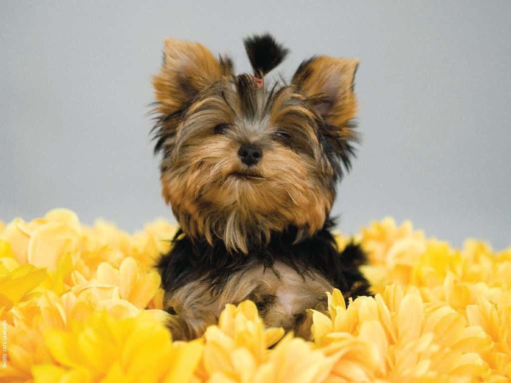 Teacup Yorkie 桌布 壁紙 — 一隻毛茸茸的約克夏㹴幼犬，尾巴像絨球，坐在柔和的灰色背景前，依偎在鮮豔的黃色花朵中。