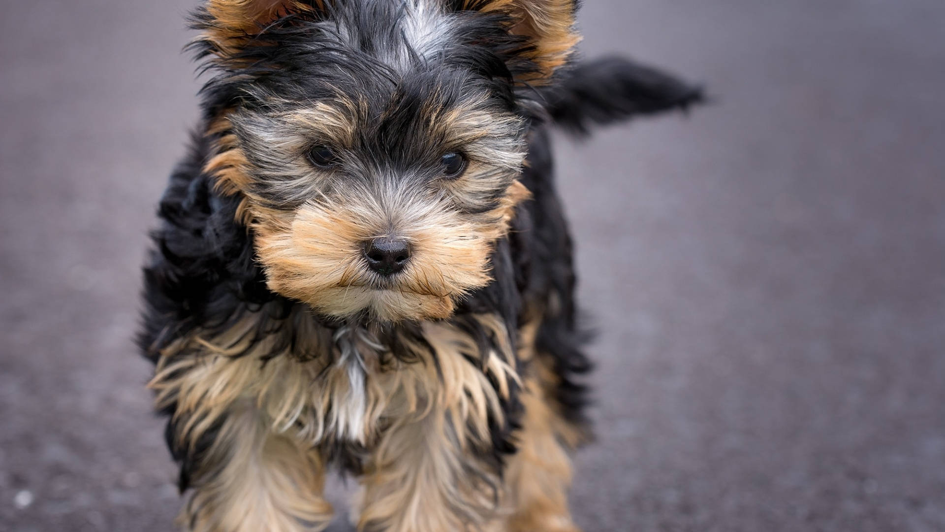 Terrier 桌布 壁紙 — 一隻毛茸茸的約克夏㹴幼犬，擁有黑色和棕褐色毛髮，在灰色路面上直視鏡頭的特寫。