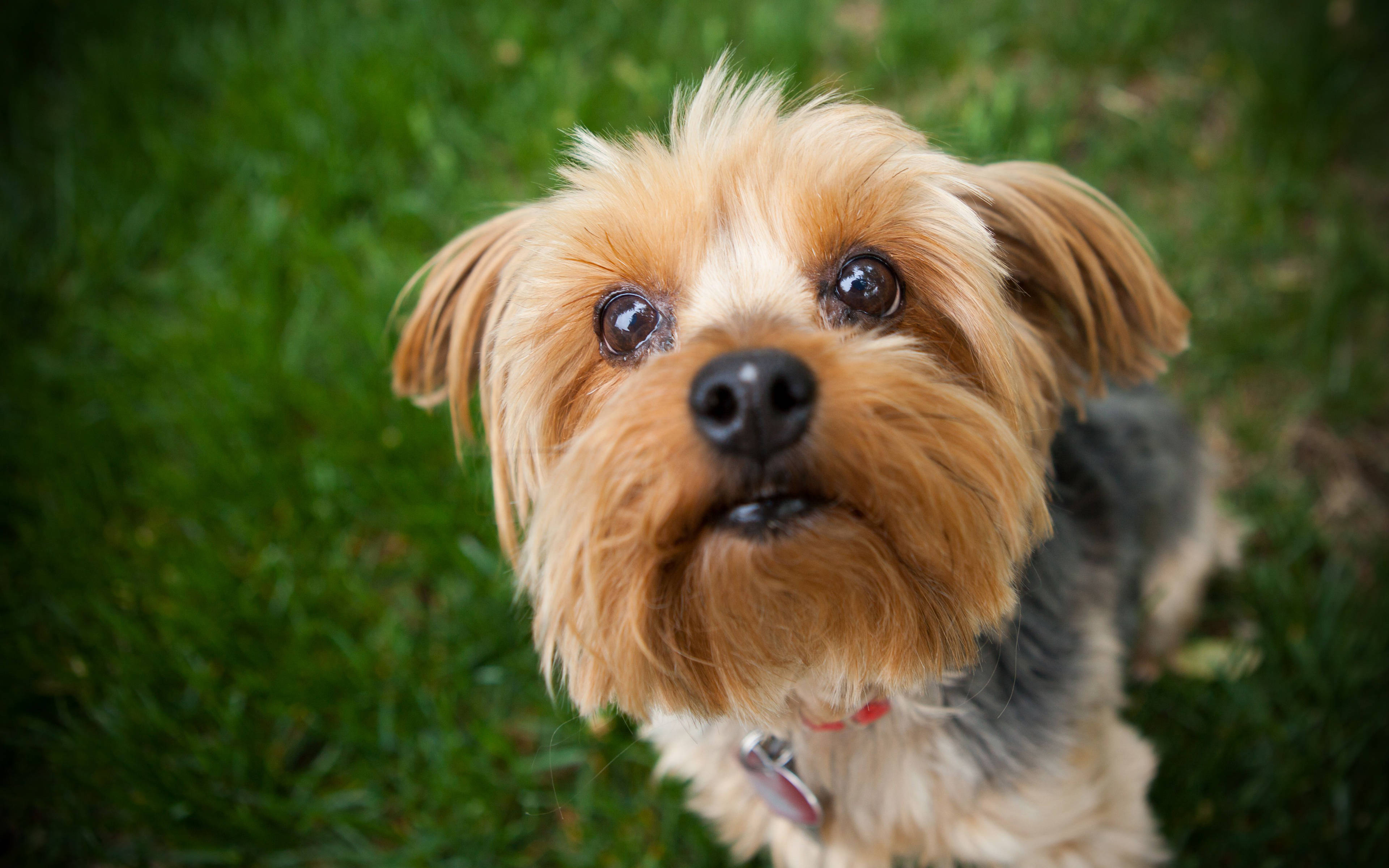 Terrier 桌布 壁紙 — 一隻毛茸茸的約克夏㹴幼犬，有大黑眼，在綠色草地上向上看的特寫。