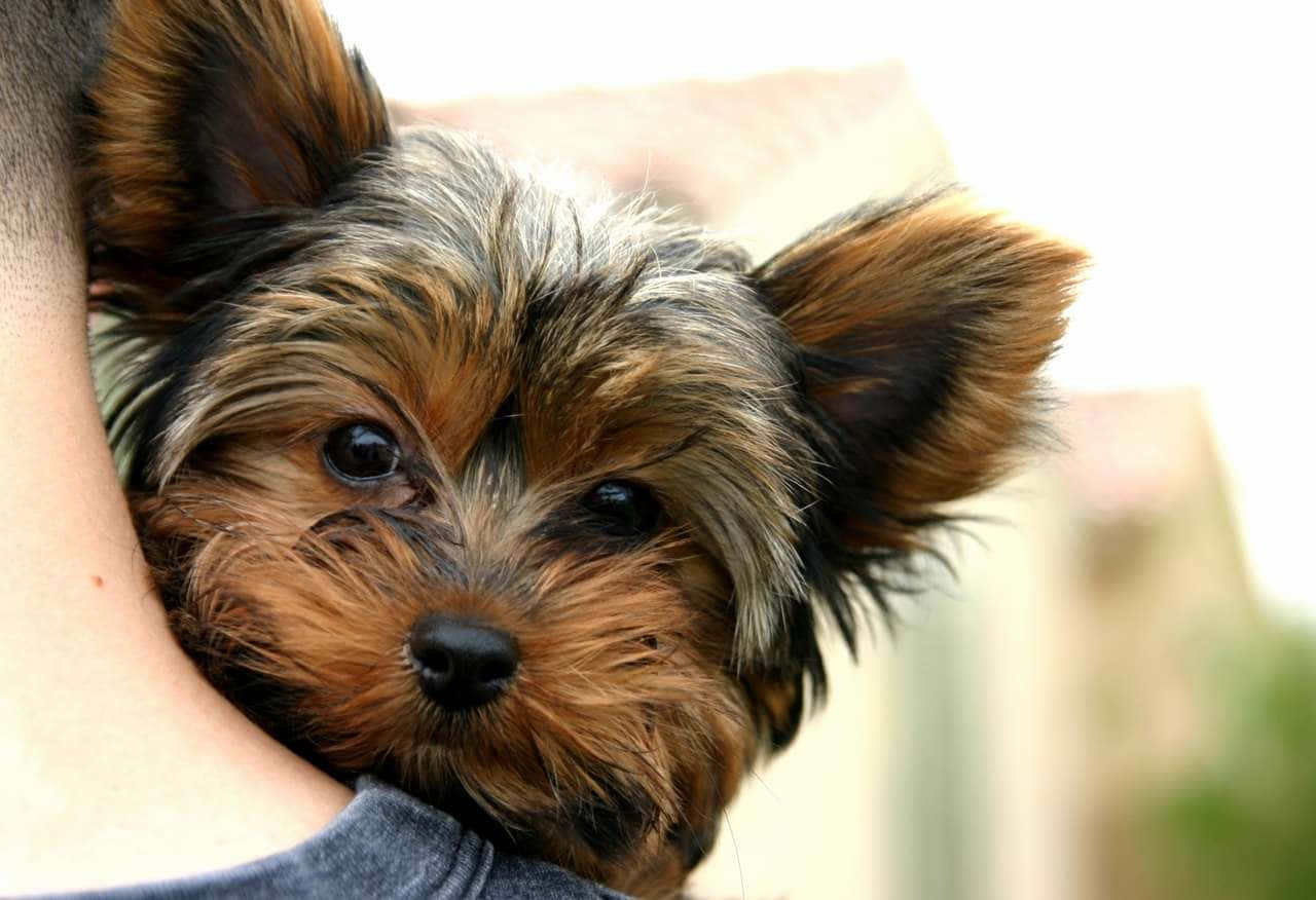 Teacup Yorkie 桌布 壁紙 — 一隻毛茸茸的約克夏㹴幼犬，有著大大的黑色眼睛，依偎在一個人的懷裡的特寫。