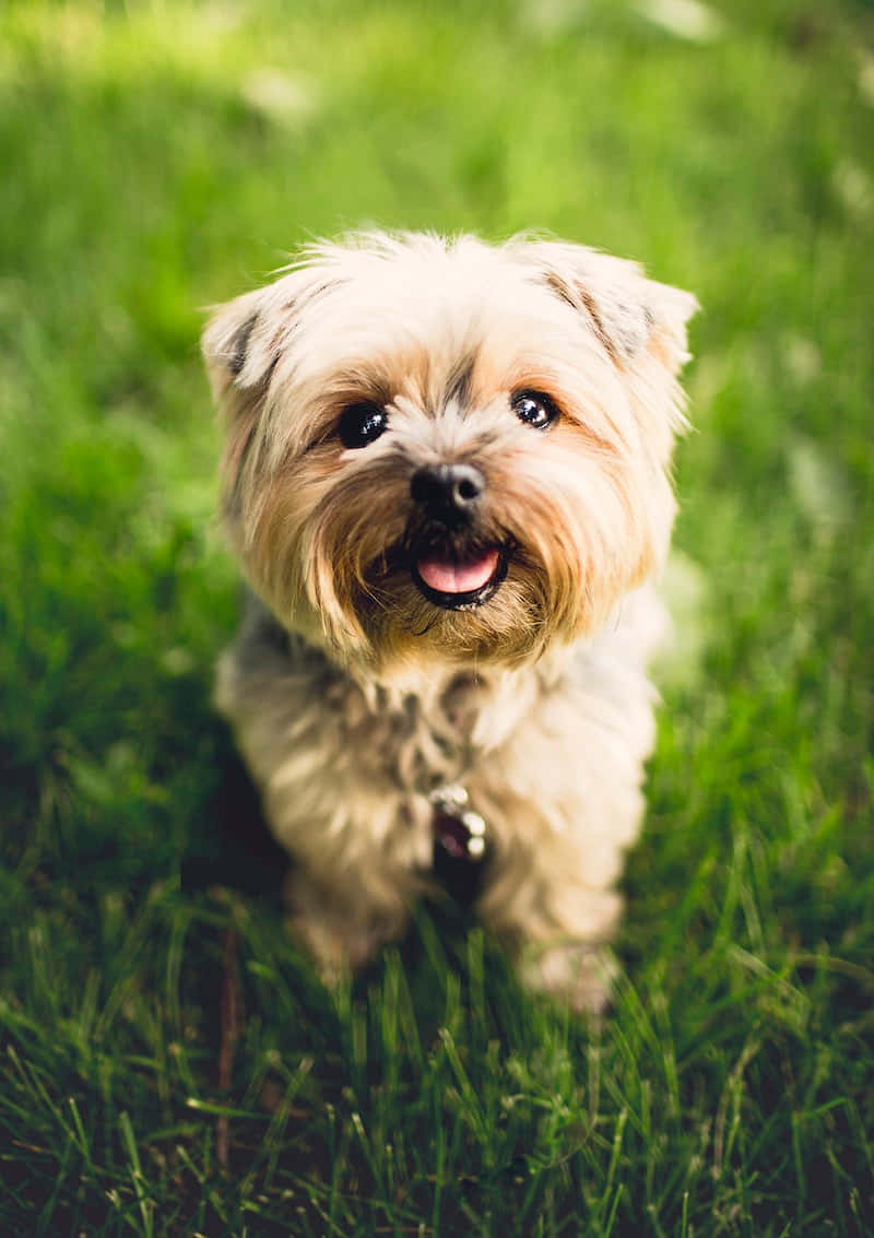 Cute Puppies 桌布 壁紙 — 一隻毛茸茸的約克夏㹴幼犬，眼睛明亮，嘴巴開心張開，坐在充滿活力的綠色草地上。