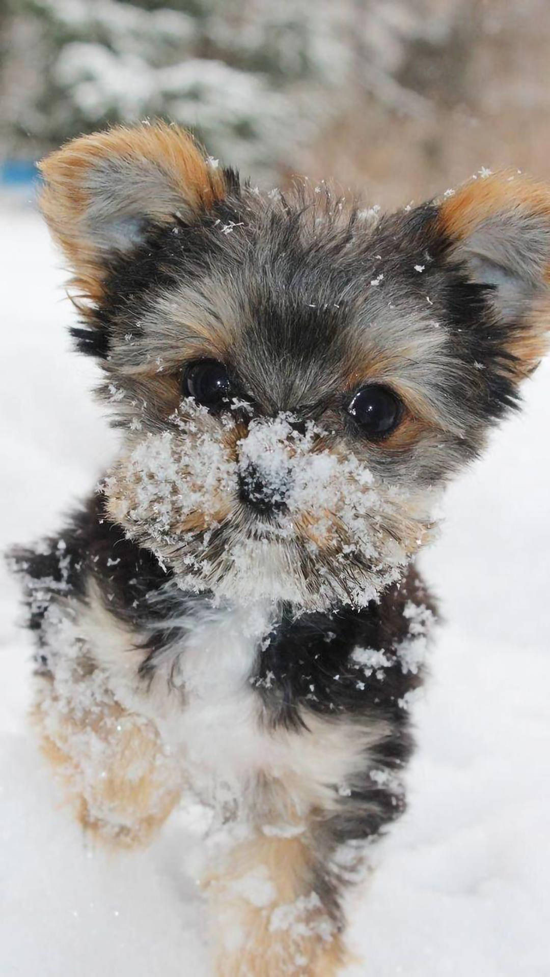 yorkie 桌布 壁紙 — 一隻毛茸茸的約克夏㹴幼犬，臉上和毛髮上有雪花，在雪地戶外場景中直視鏡頭。