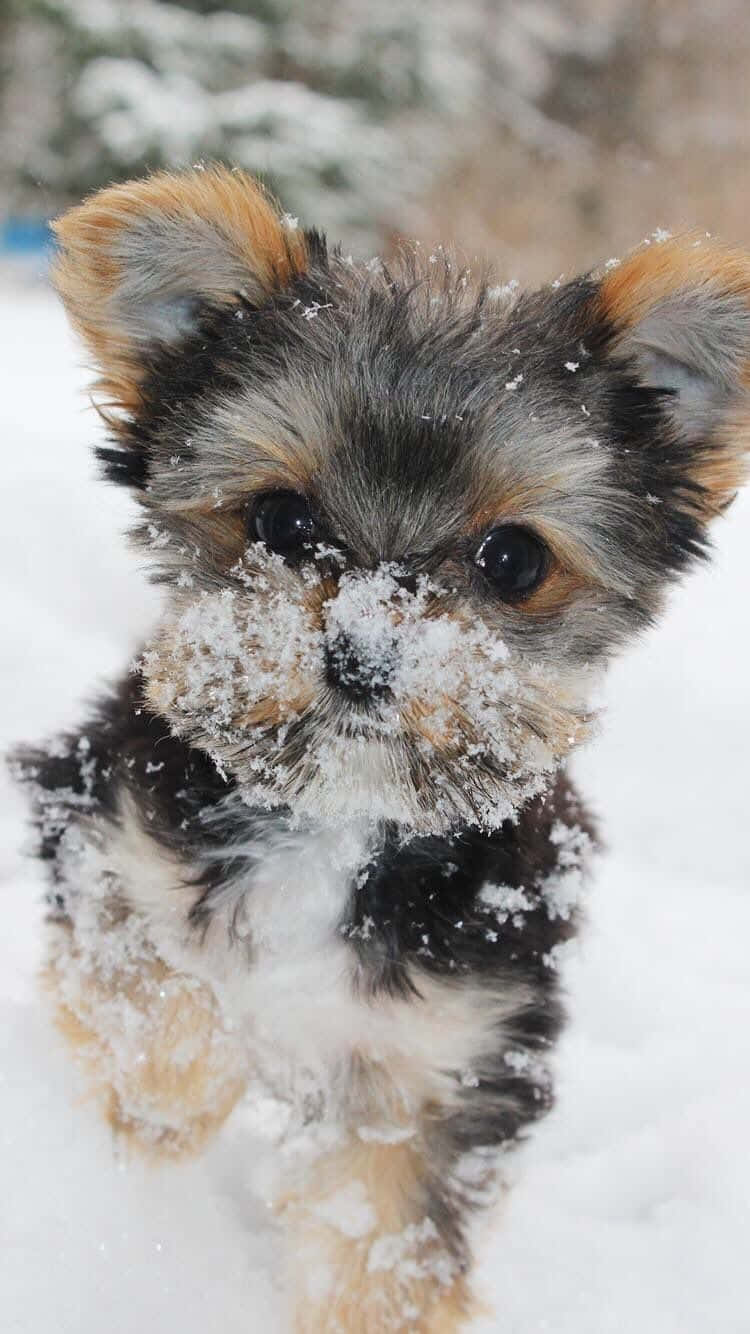 Teacup Yorkie 桌布 壁紙 — 一隻毛茸茸的約克夏㹴幼犬，臉上沾著雪花，在白雪皚皚的冬日風景中快樂地奔跑。