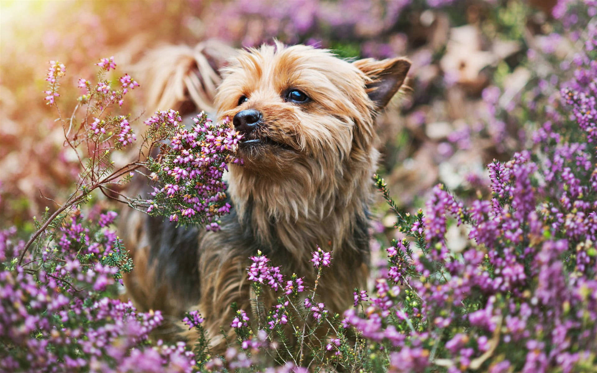 yorkie 桌布 壁紙 — 一隻毛茸茸的約克夏㹴幼犬依偎在陽光普照的草地上鮮豔的紫色石楠花叢中。