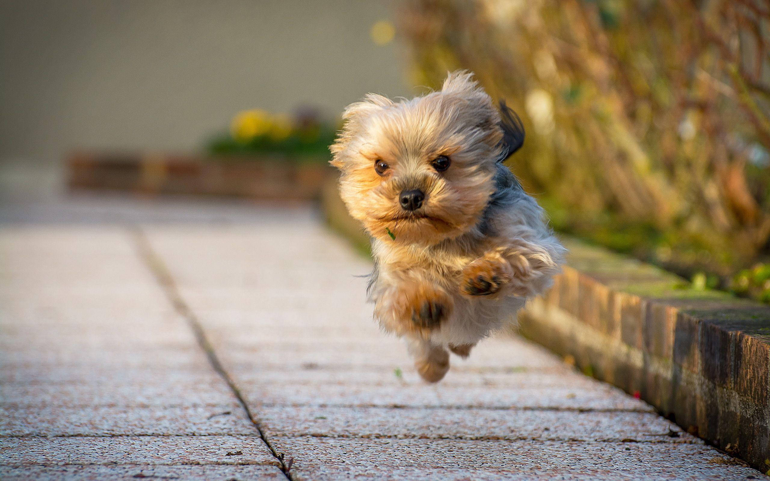 yorkie 桌布 壁紙 — 一隻毛茸茸的約克夏㹴幼犬在陽光明媚的石徑上躍起，背景是模糊的秋葉。
