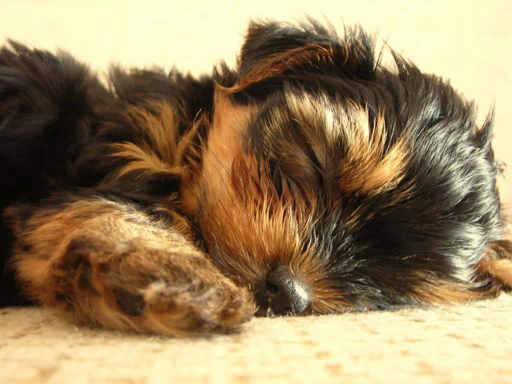 yorkie 桌布 壁紙 — 一隻毛茸茸的約克夏㹴幼犬將頭靠在柔軟的米色地毯上，安詳地睡著。